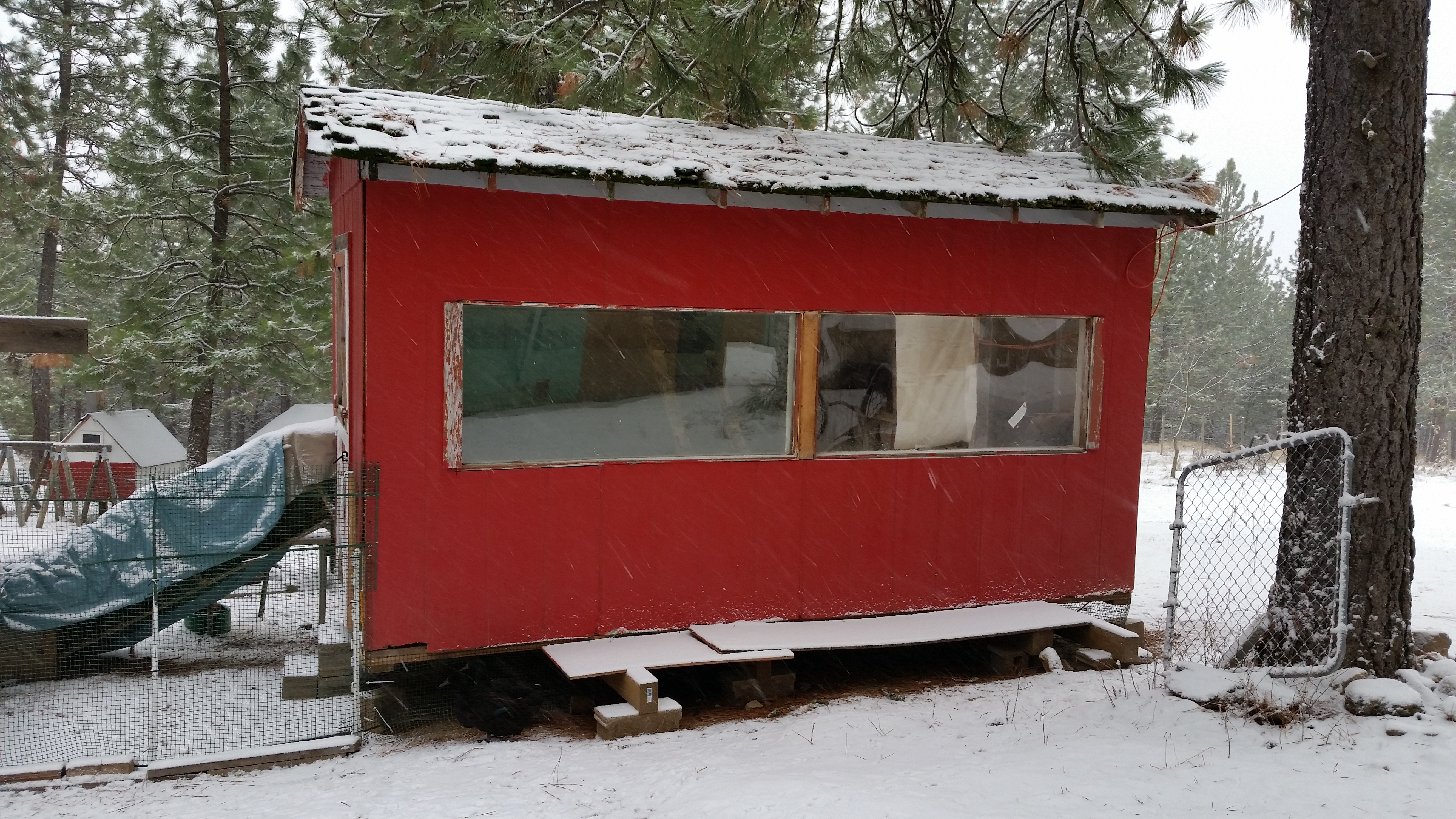 8x16 insulated coop, with a ramp and  an auto chicken door (Ador).  I threw a popped air mattress on top of the ramp to keep it dry, the ramp leads to a covered run. I keep the run open so that they can go outside, they have a 1/2 acre fenced in to free range. There is a coop cam inside, I can check on them via my computer from the house anytime 24/7.  It's  Finished on the inside, but not finished on the outside. It's a work in progress.