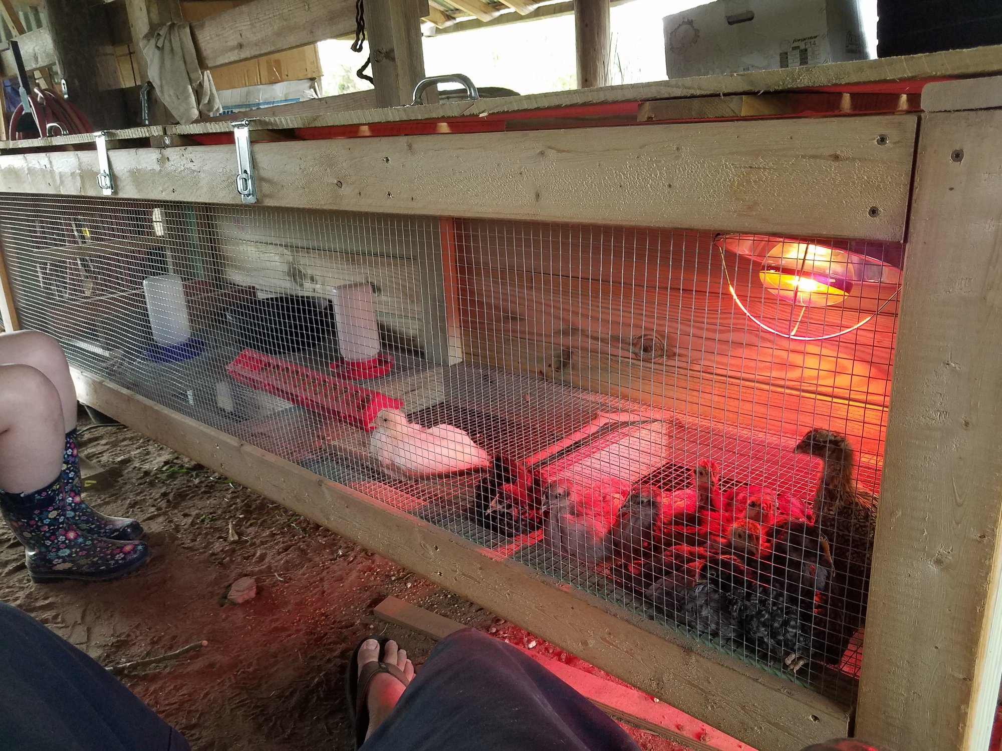 8'x2' Brooder I built