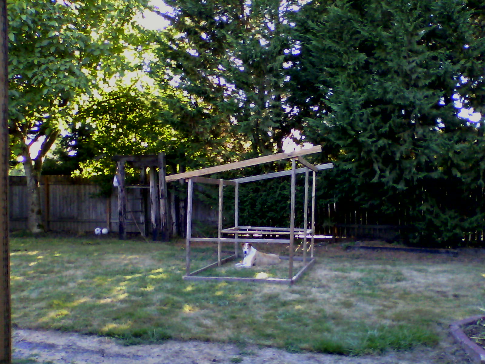 9.1.2014 -- My coop is taking shape. Another version of a very popular style shared on this and other sites. Footprint is 5 x 10, 5-ft back height, 6-ft front height. 4 x 5 hen house.
Hopefully the only time my best pal gets into the hen house.
Cost to date: $10.00 --used up screws on hand, had to get more.