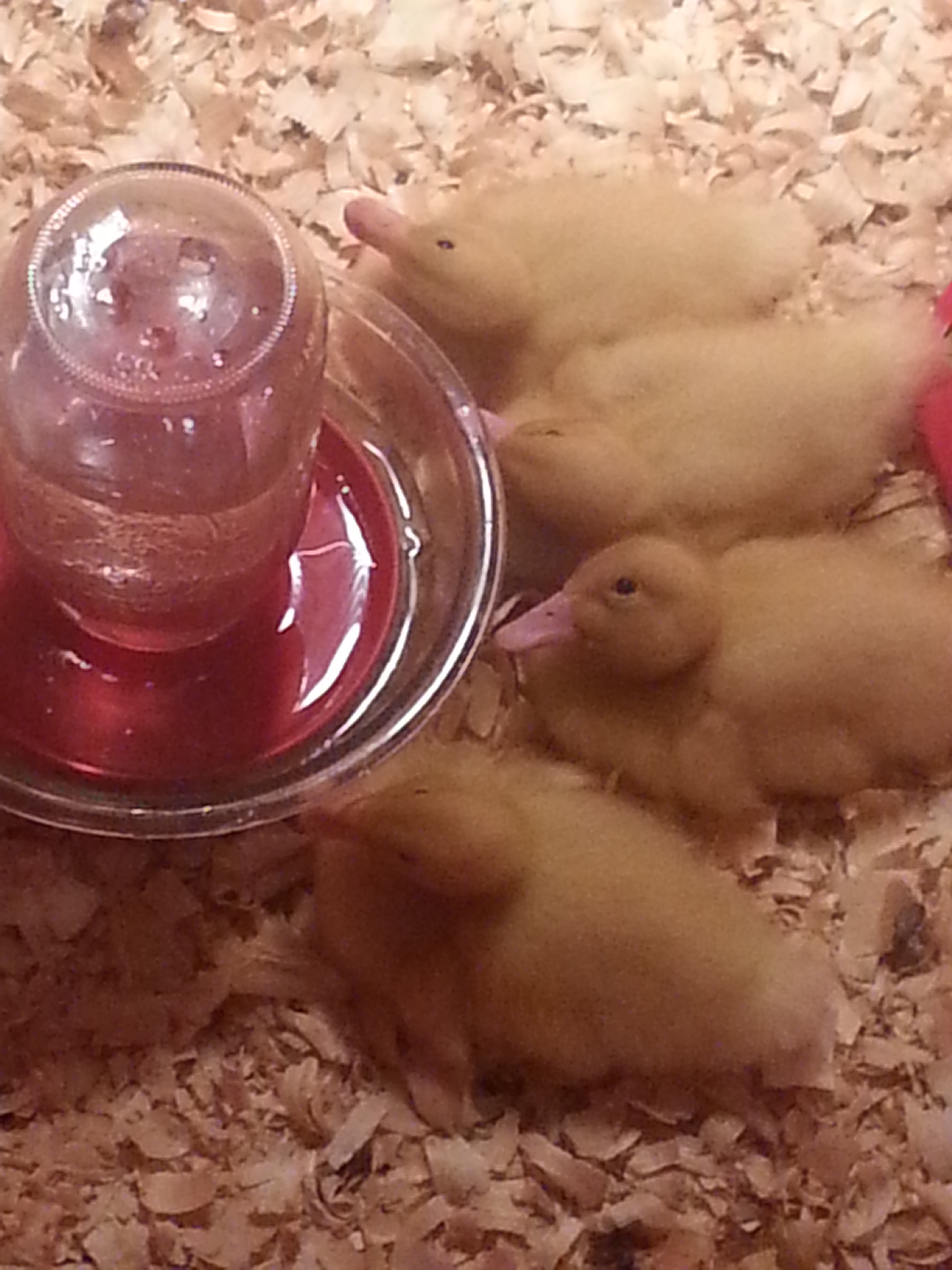9/24/13 (9 days old) - They still give that same look!