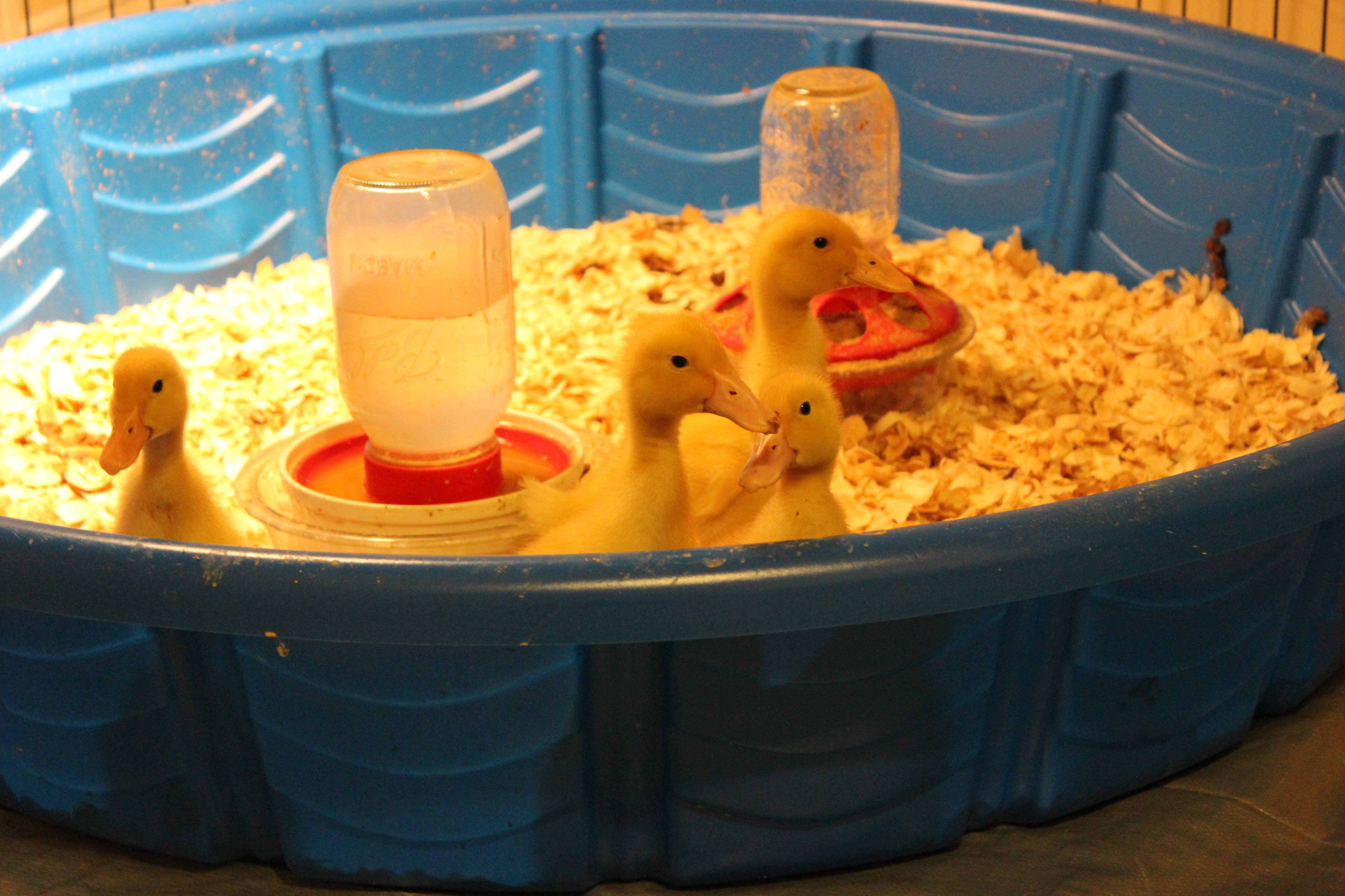 9/27/13 (12 days old) - My how they grow!