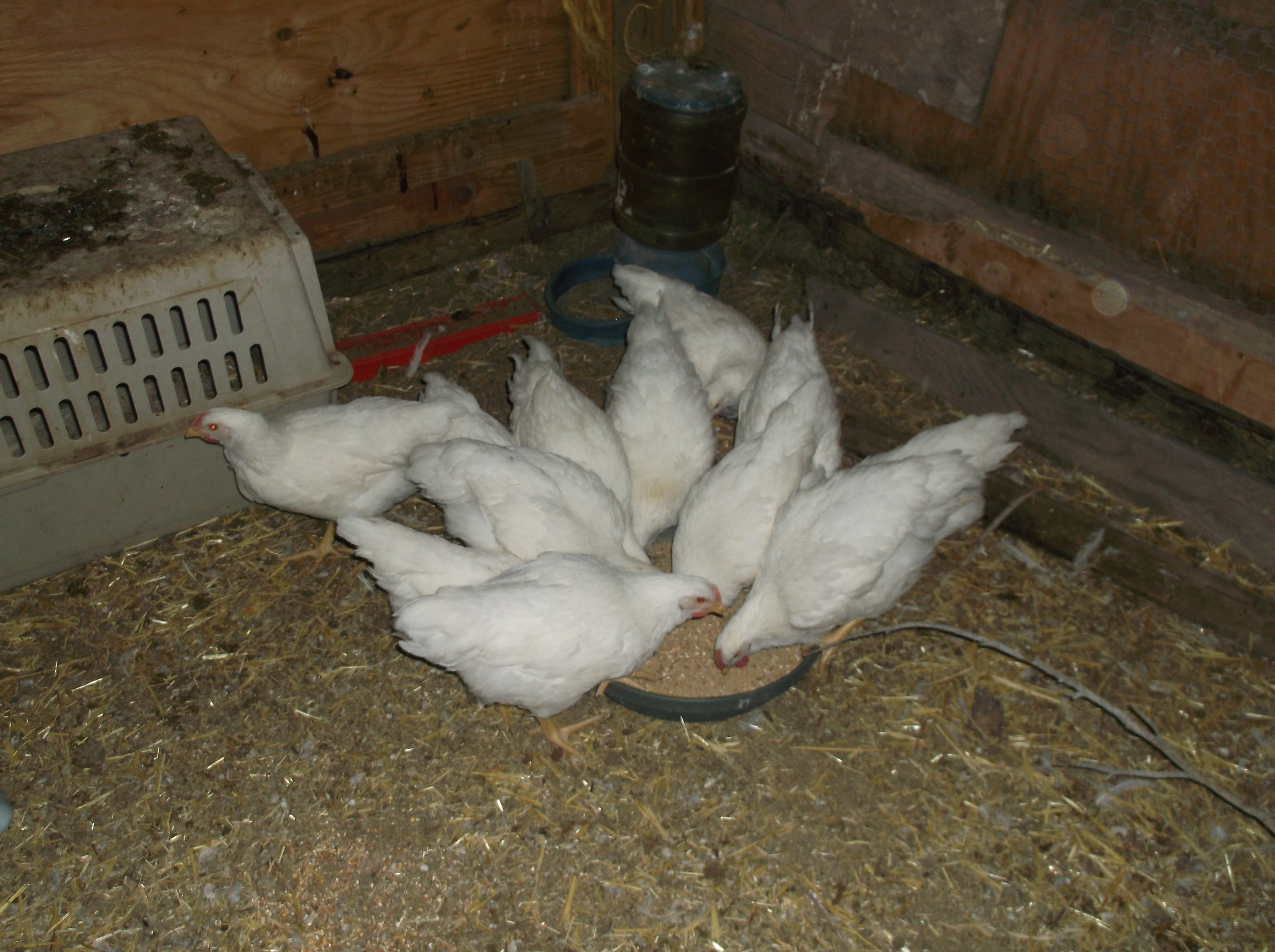 9/28/14, 7 week old meat birds.