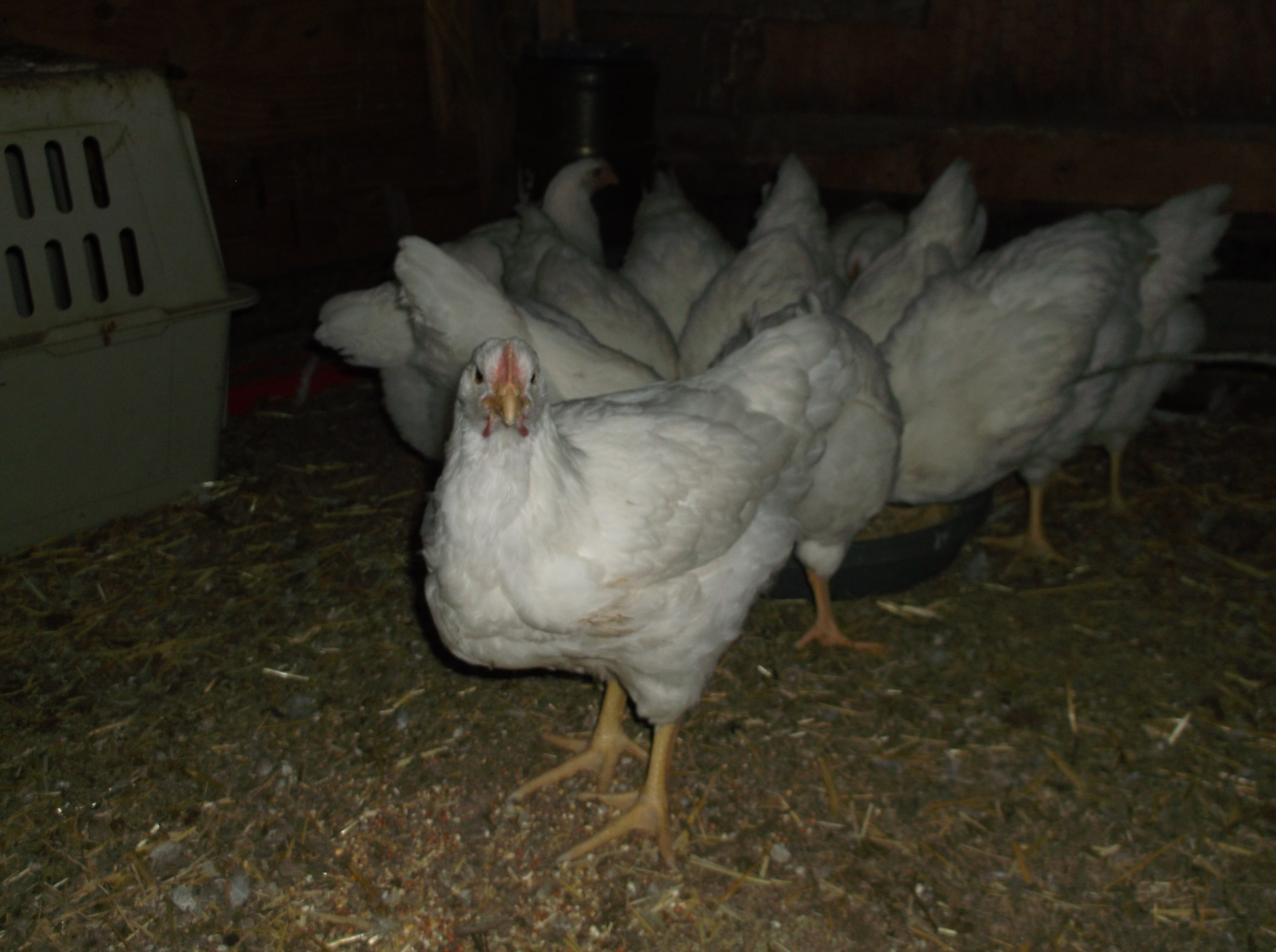 9/28/14, 7 week old meat birds.