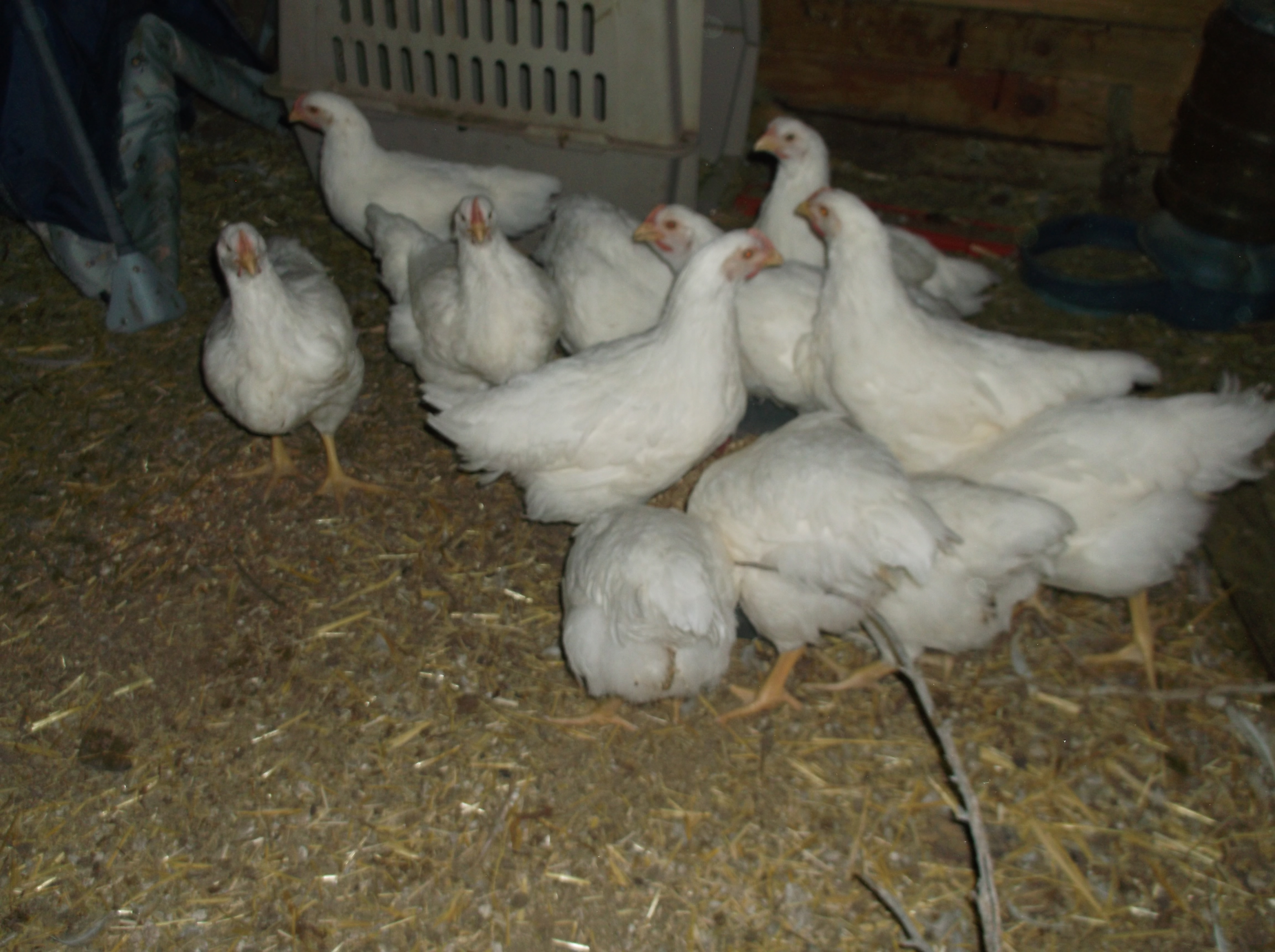 9/28/14, 7 week old meat birds.