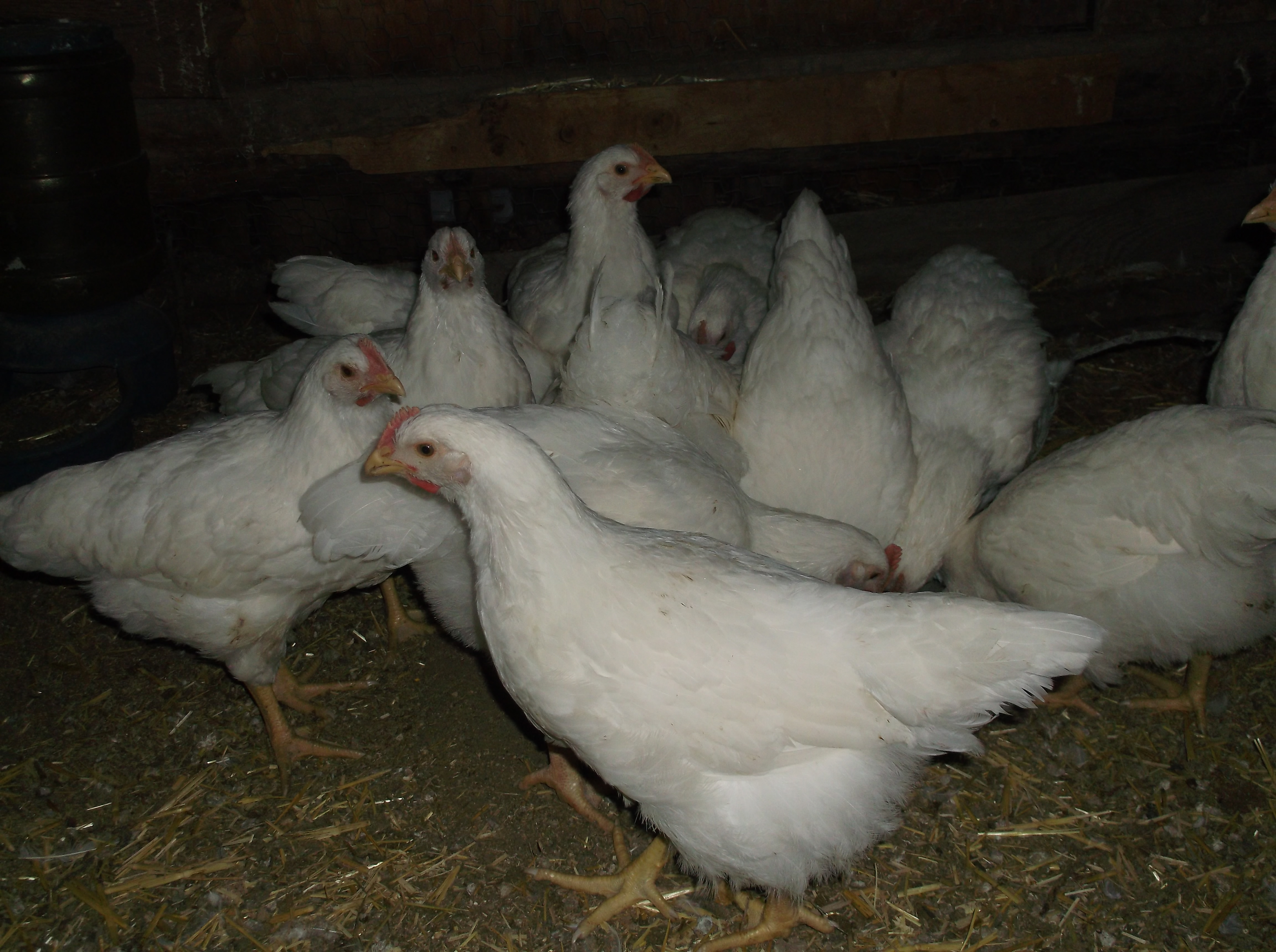 9/28/14, 7 week old meat birds.