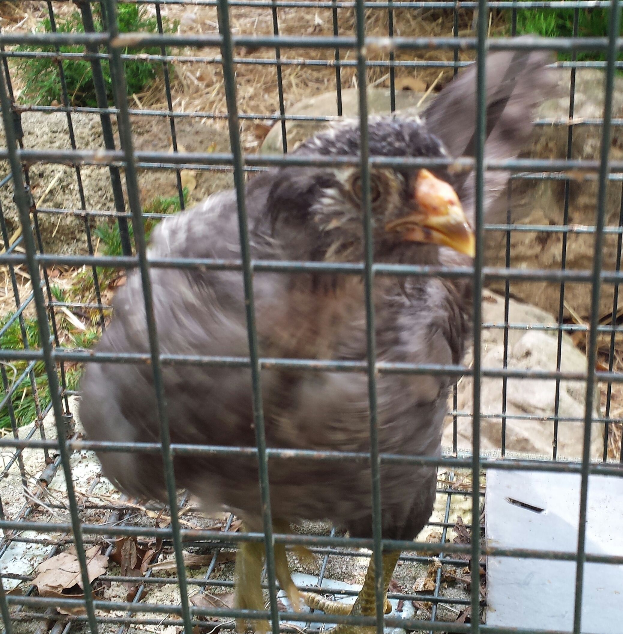 # 9 Ameraucana chick 9 weeks old, raised with 15 Guinea keets and all will begin to free range this week.
