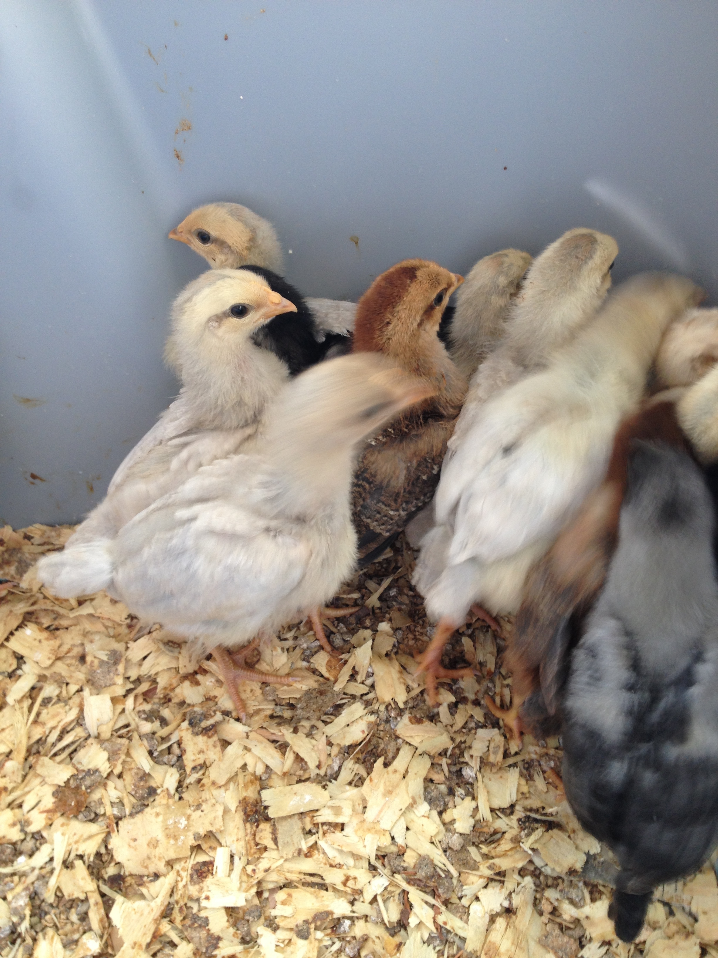 9 day old chaos Isabelle, DBL, and a couple of isbars in the brooder