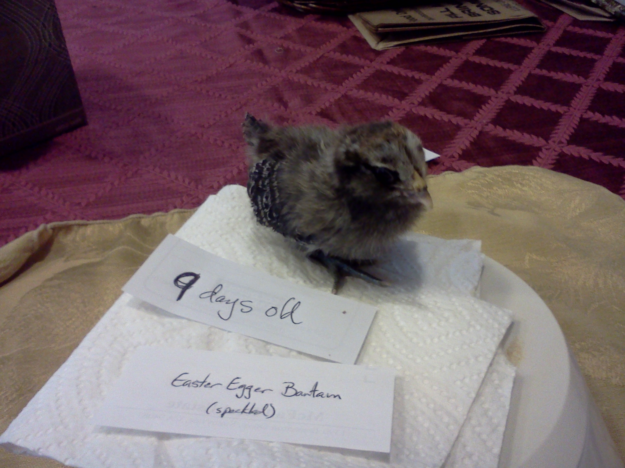 9 days old, Easter Egger Bantam.  45 grams.  Mary.