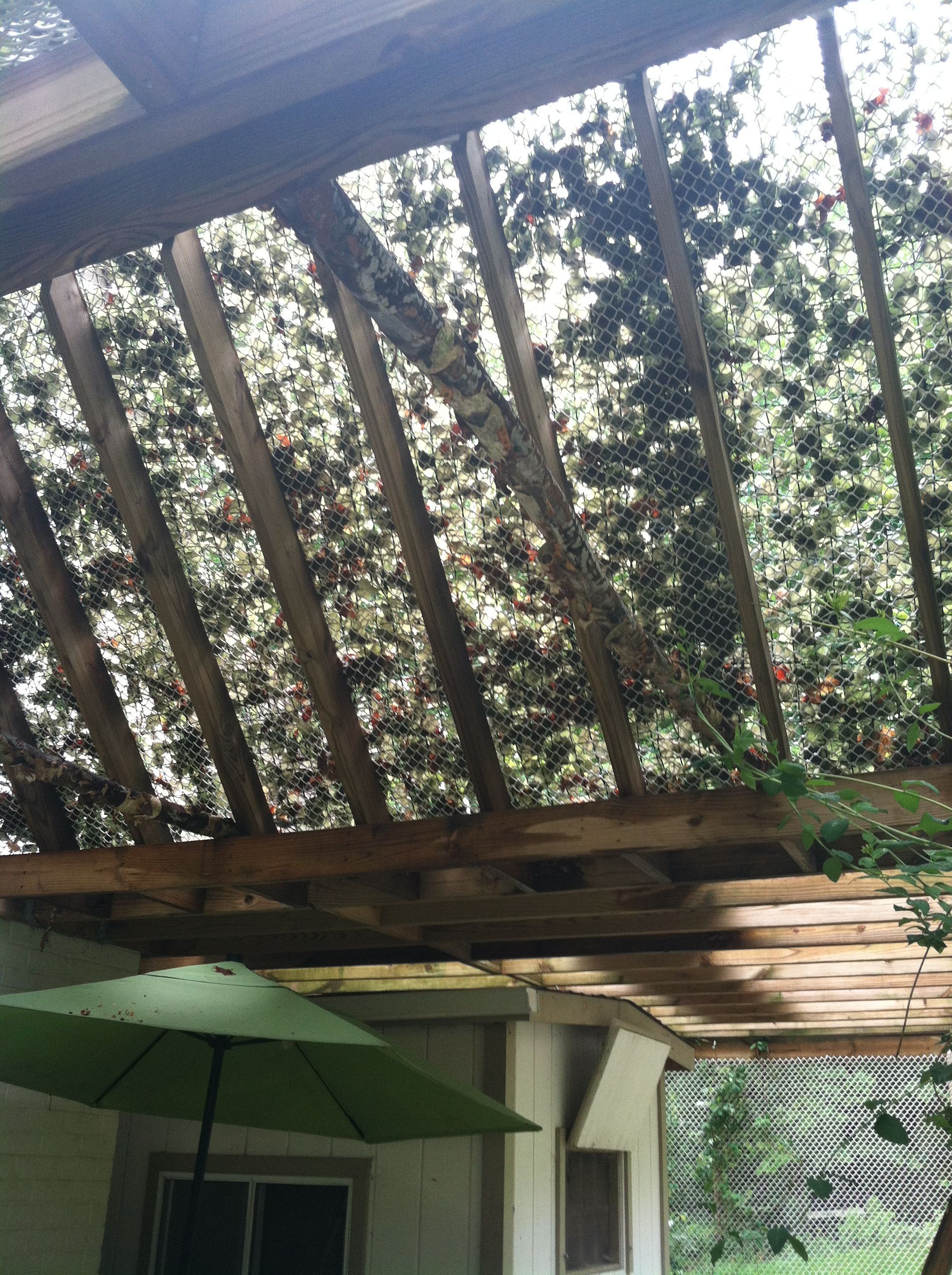 9' +  High perchs  inside pen- made of tree saplings.