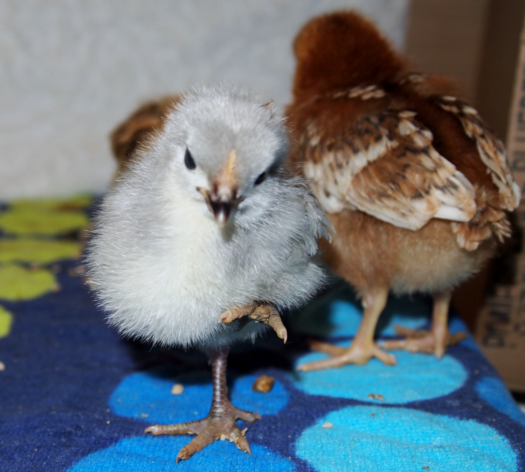 #9 lavender??? 
lost #10