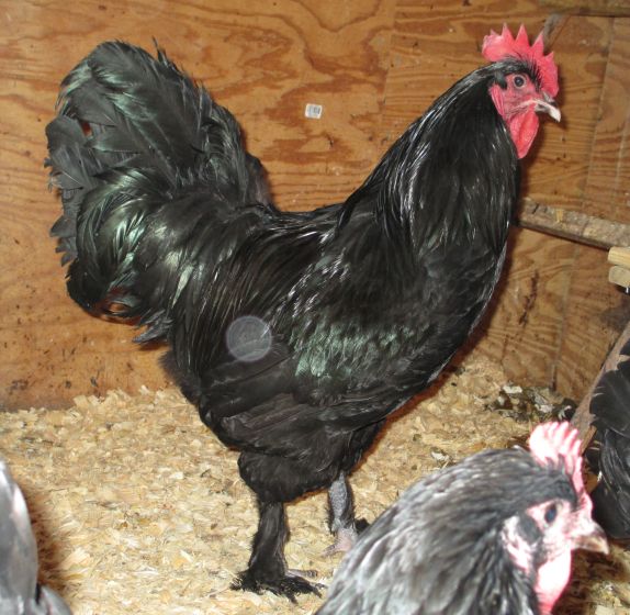 9 month old cockerel