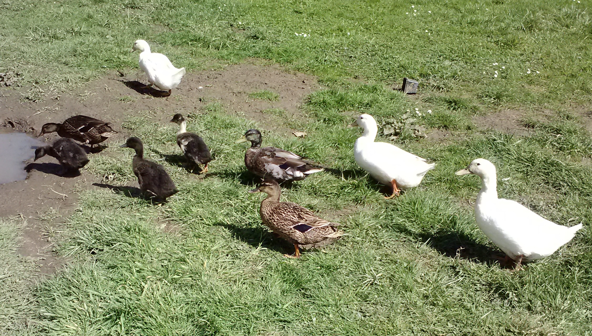 9 of my ducks .. 3 are my 3 week old babys  and my Pekin drake is confined with a infected leg