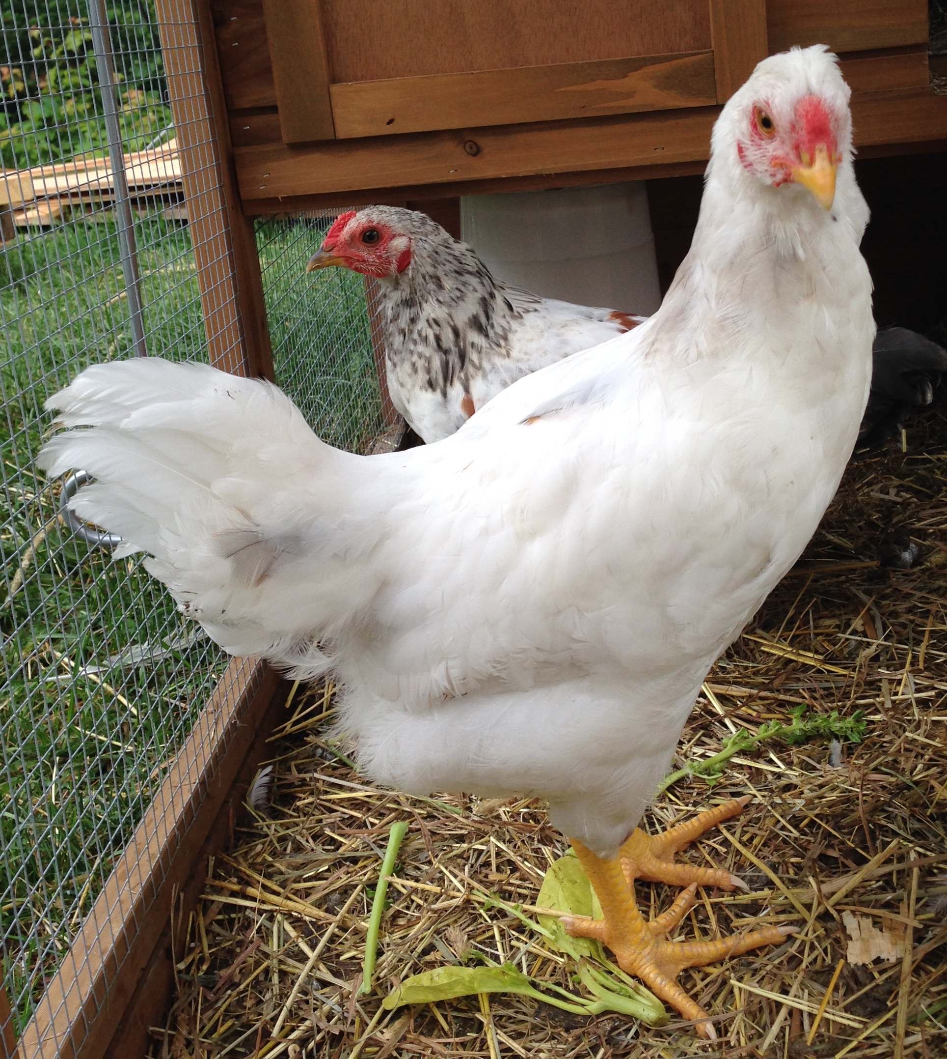 9 week old Chantecler