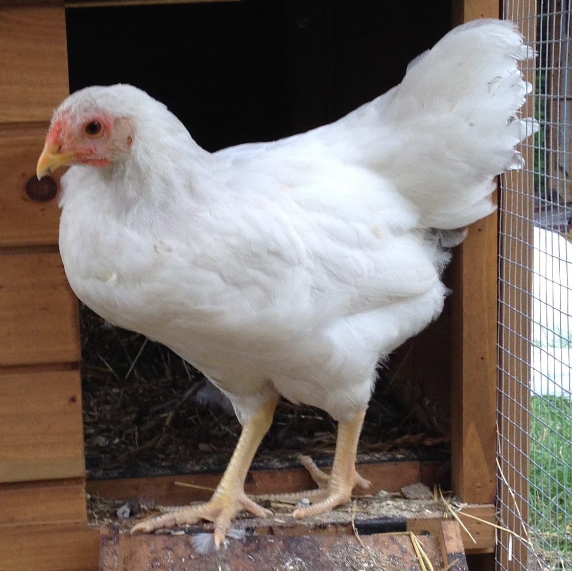 9 week old Chantecler