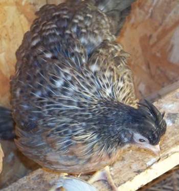 9 week old cream legbar pullet