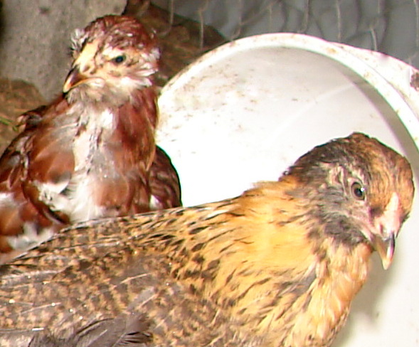 9 week old orloff and easter egger