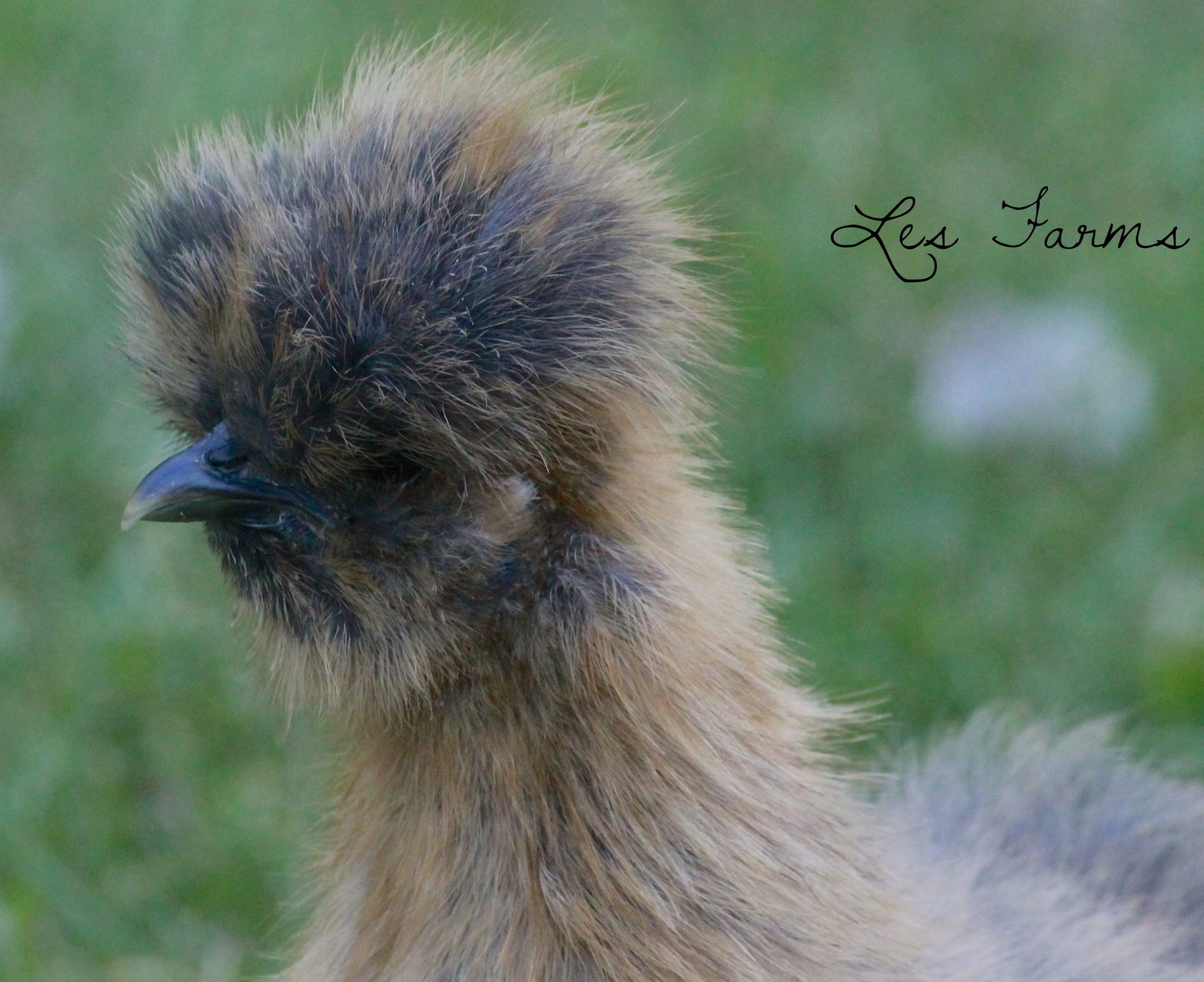 9 week old Partridge Silkie pullet.