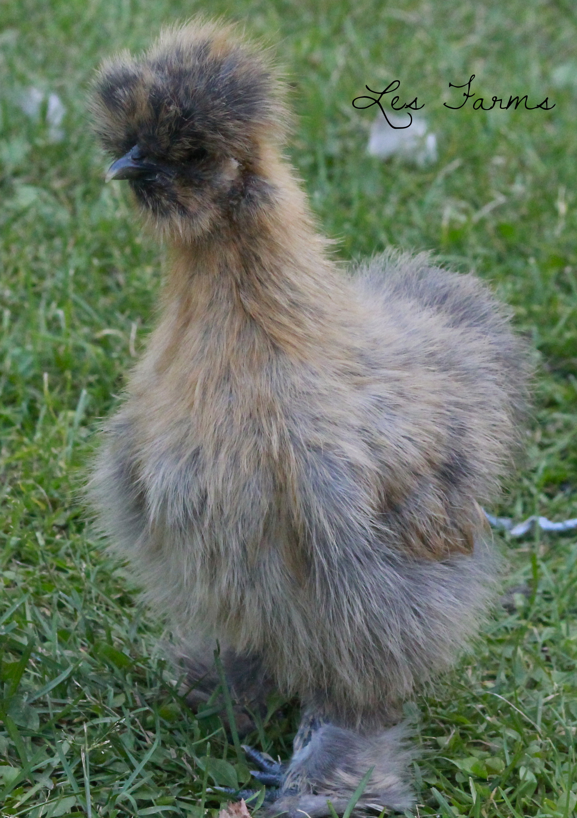 9 week old Partridge Silkie pullet.