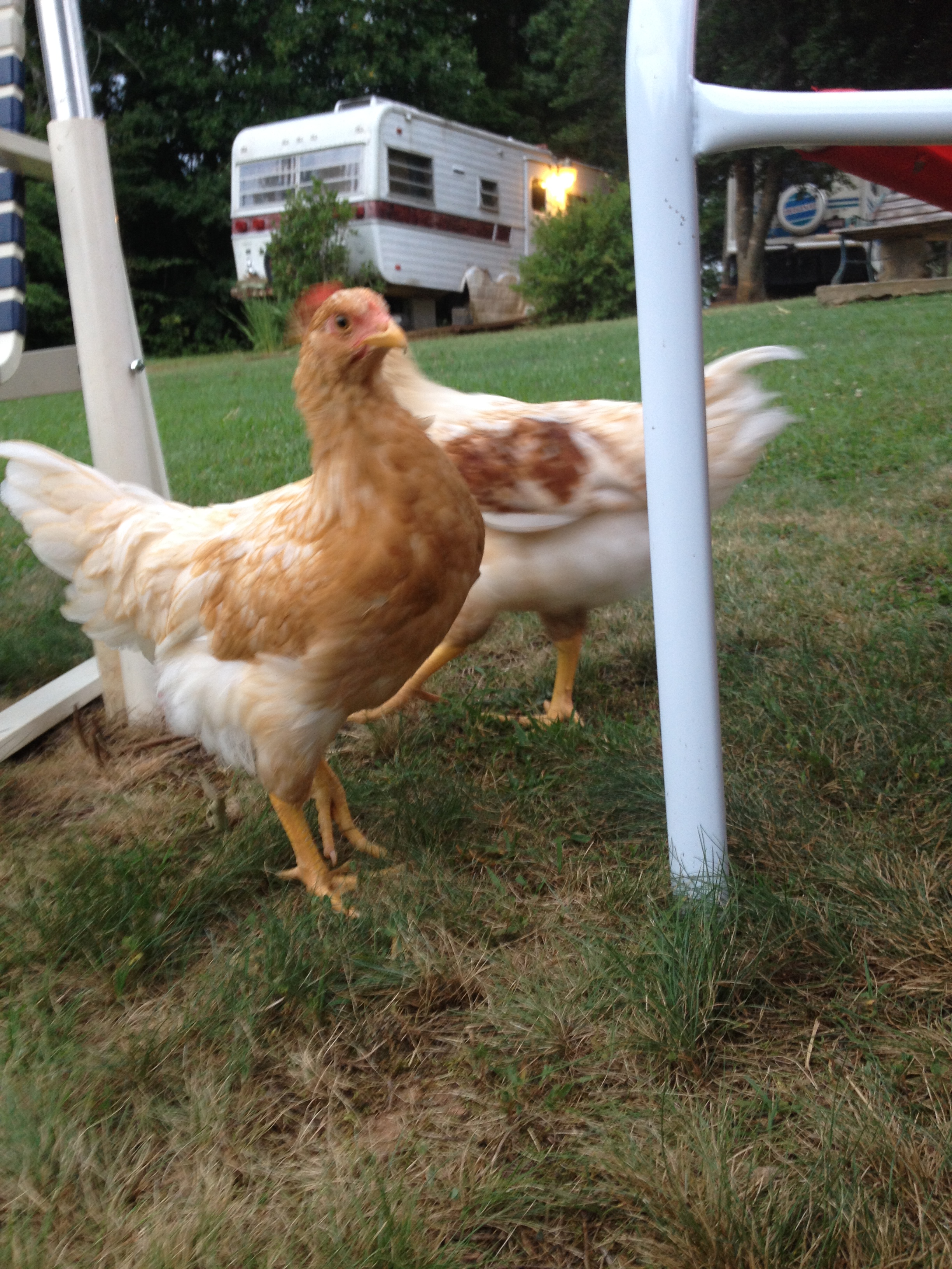 9 week old Red Stars