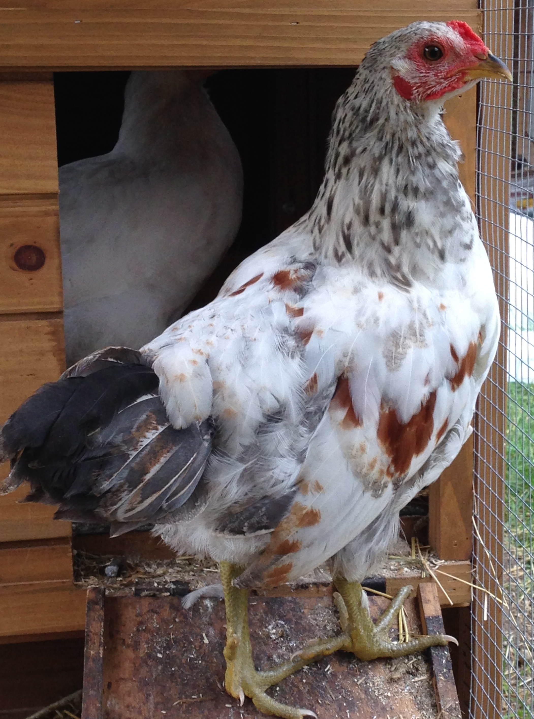 9 week old unidentified breed/mix breed