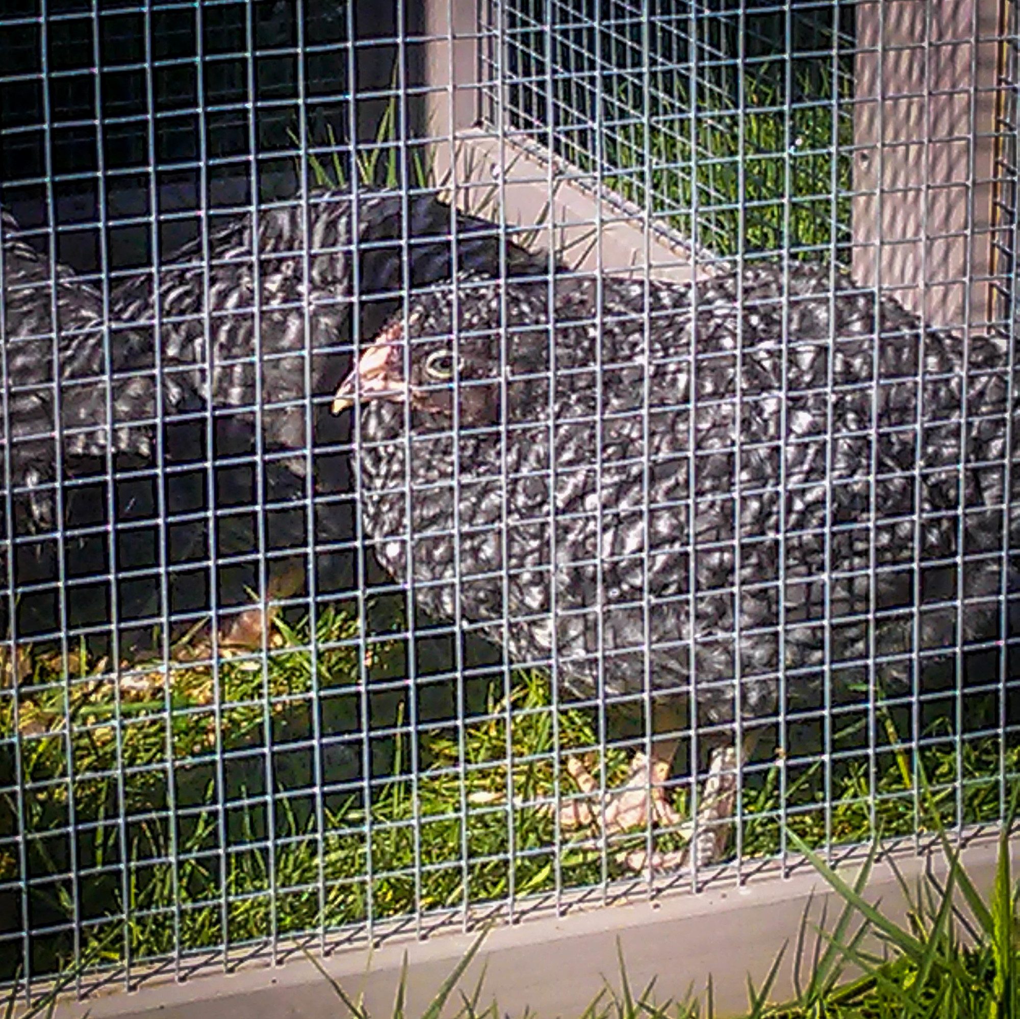 9 weeks old. Looking more like hens, less like chicks