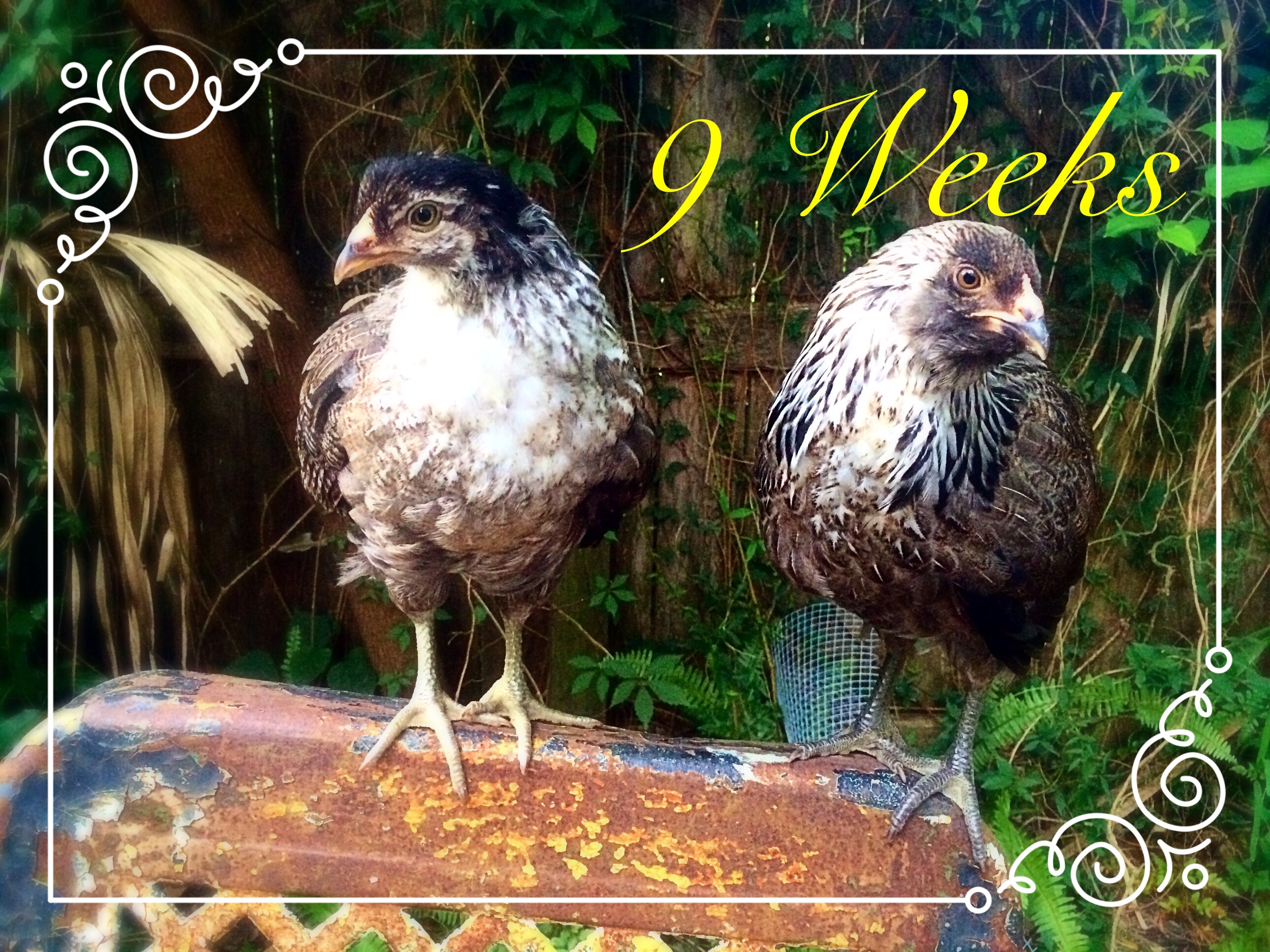 9 weeks old