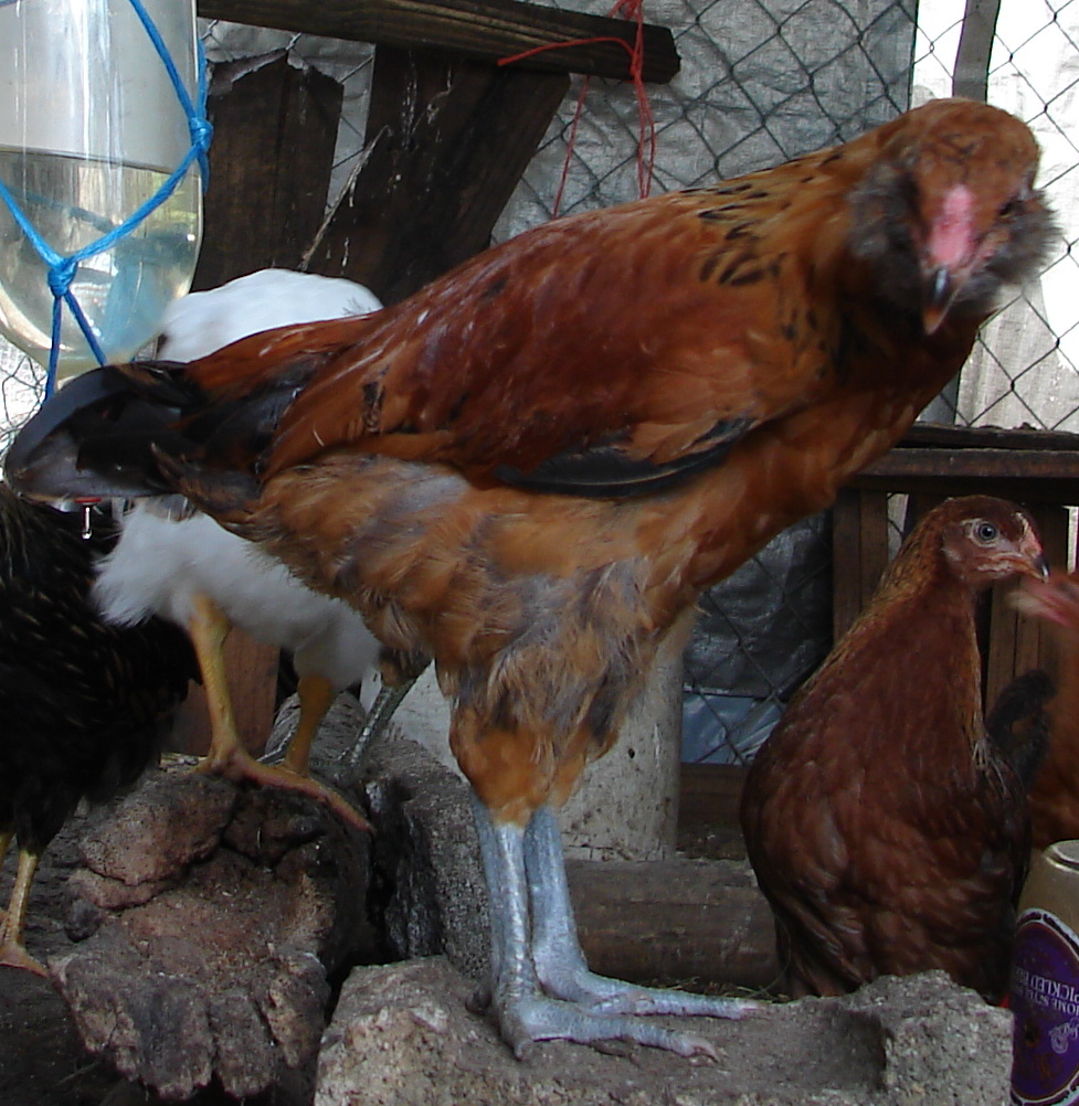 9 weeks - rooster tail feathers starting to show
