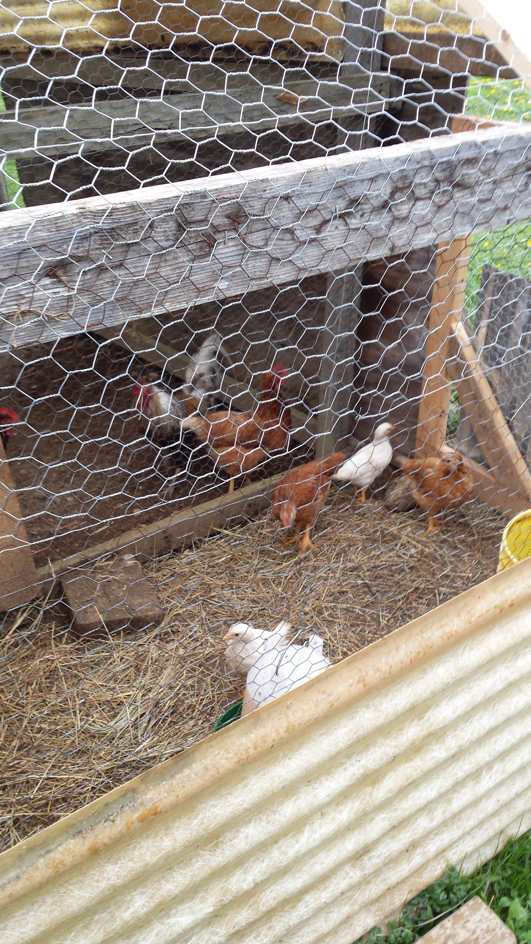 9 wk old babies in separate pen awaiting to join the flock