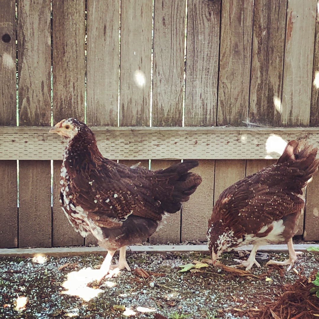 9BBC60D4-004C-4831-97AC-9EDC0CFA59CA