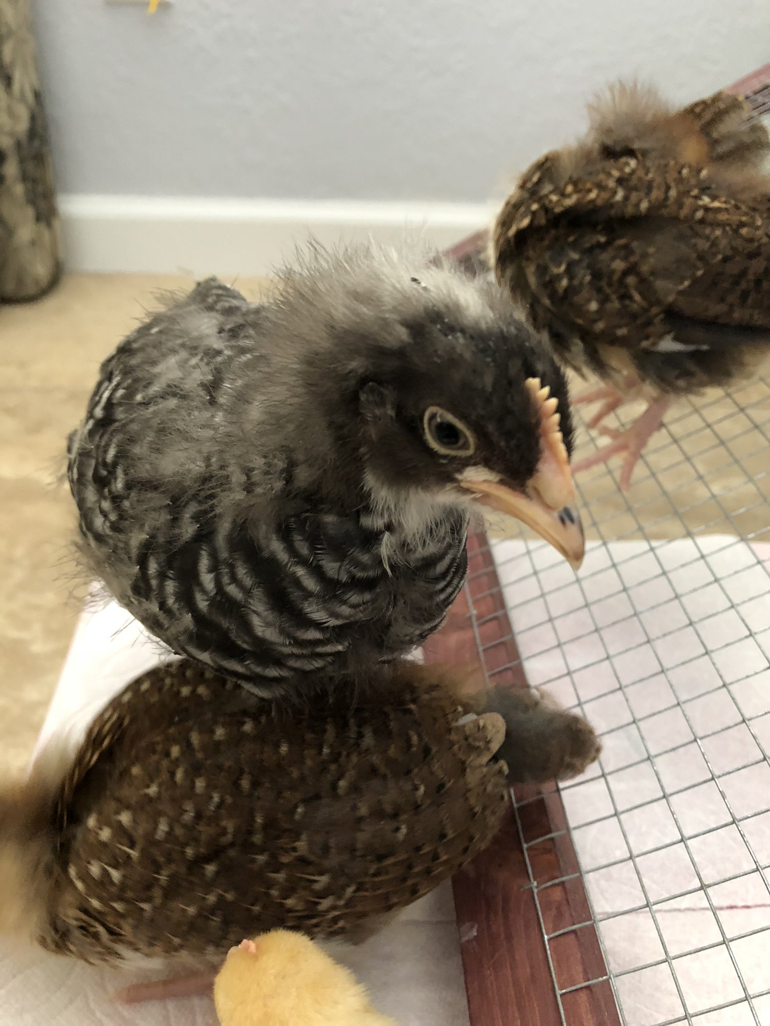 9D0BBDCF-47F9-4198-9924-1705E8F60E8D