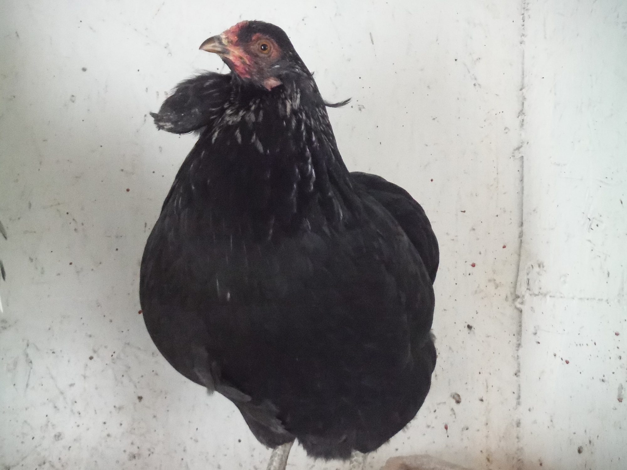 9th bird, hen. Another one of my originals. Has a massive chin tuft. May or may not be keeping her.