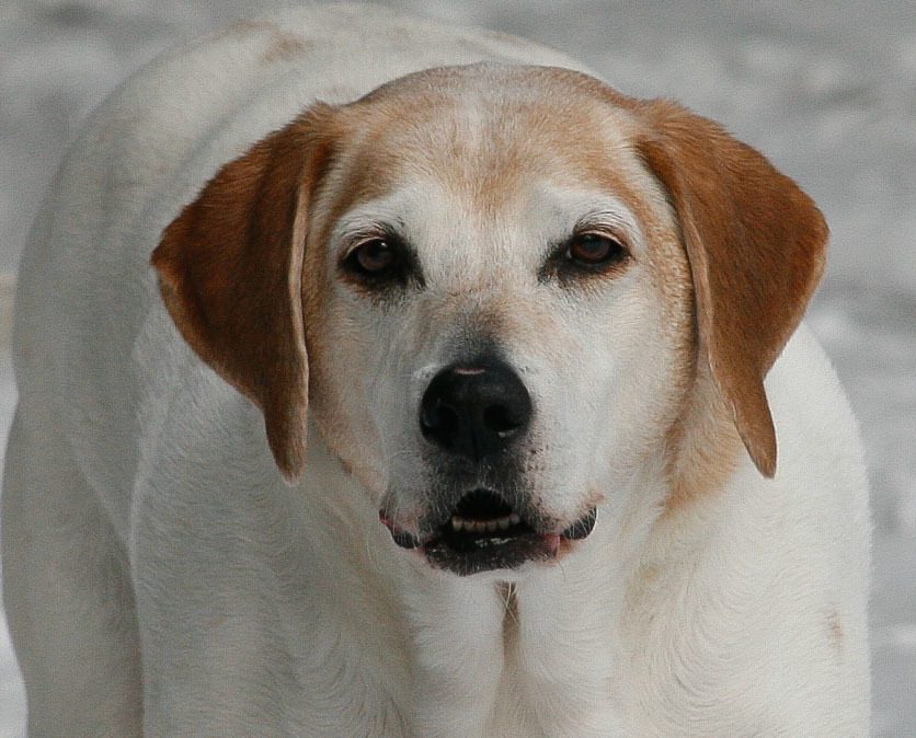 _MG_0052.jpg
My girlie Reba who just passed. Thanks everyone for asking for a photo, I havent looked at a picture of her since we buried her.