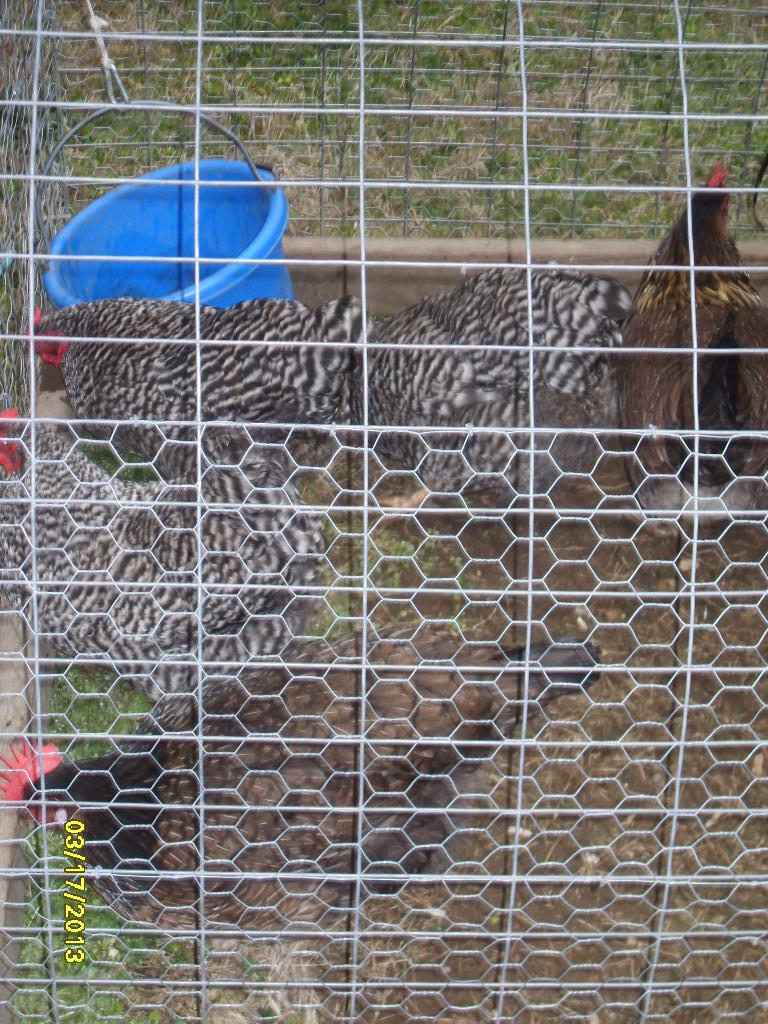 "A" - 2 Colored Dorking hens and a couple of Dominiques (2012, not being used this year for breeding)
