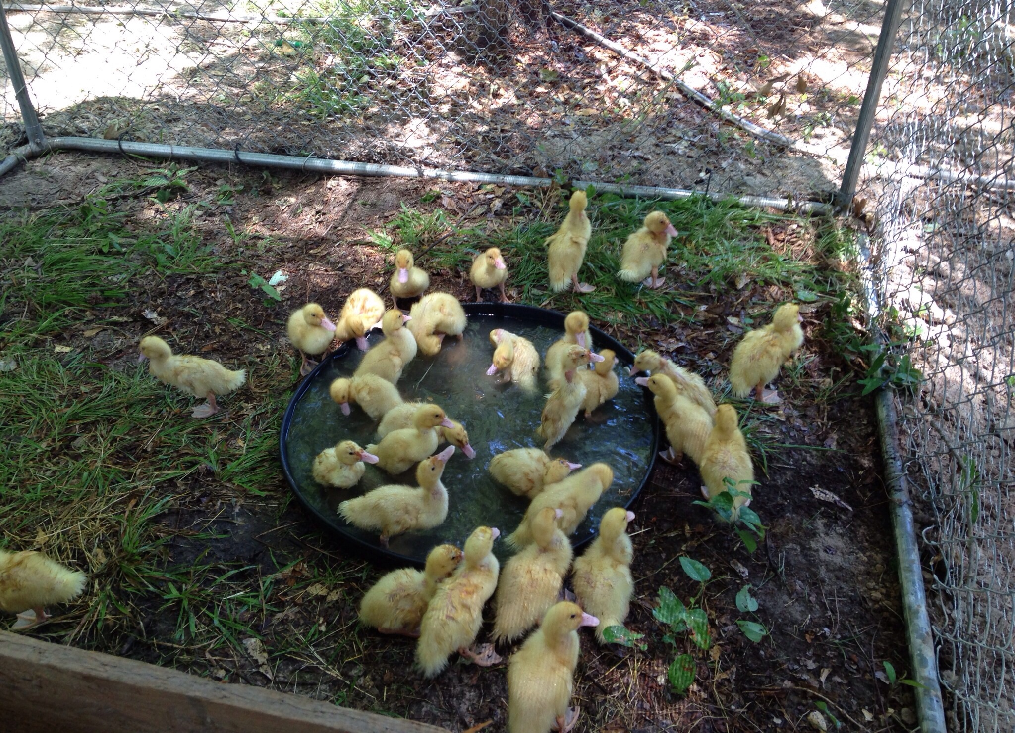A 2" rubber hot water heater overflow pan makes a perfect swimming pool for month old ducklings!