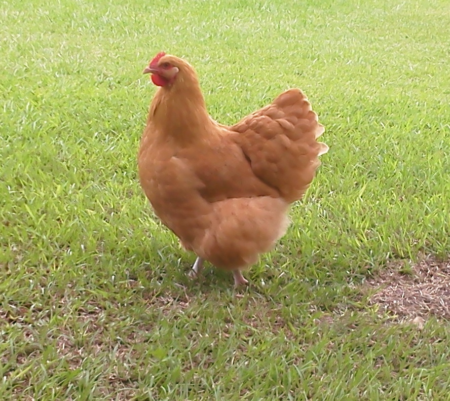 A 20 month old pullet by Max, Monty's brother, out of a SOP pullet 2013. Now owned by my friend, Robin.