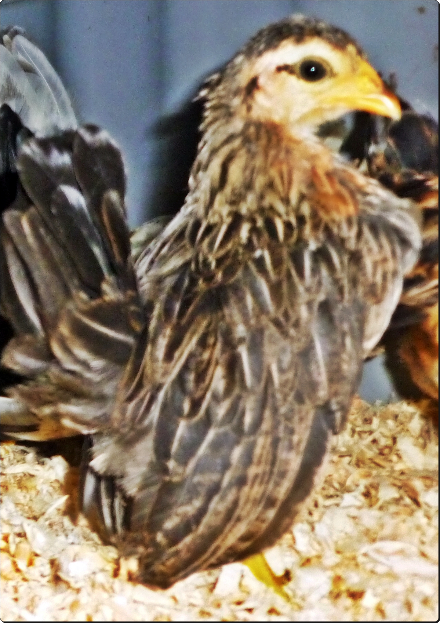 A 2013 Pullet, now just in full feather, she has some potential...chest out, tail up, wings down,  head just needs to come back..but her down wings gets her a second and third glance...she will stay and we will see how she fills out.