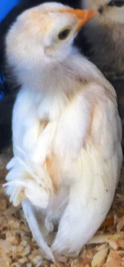 A 2013 white pullet, just beautiful...and tiny !! The year is now 2015, we are in May, and this pullet, became a hen, who then had a roo offspring that became the 2015 breeding roo. We call him MGJR, now replaced in the main coop by his son Lu=Pong which has taken generations to produce. We will be putting his picture up when he fills out more. He is selected for the 2016 roo for the coop, siring most of the 2016 chicks.