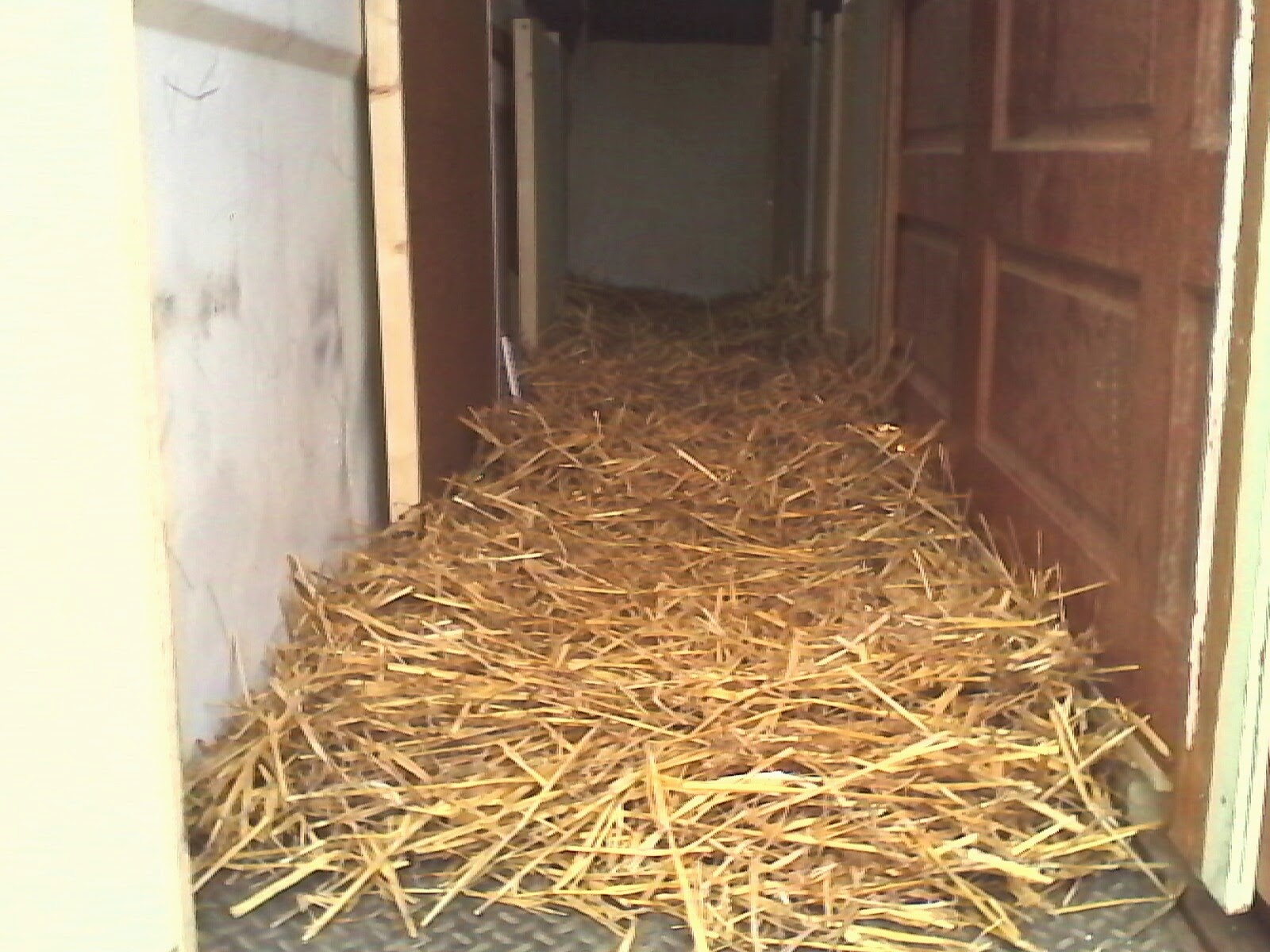 A 4-horse trailer converted into a duck house.