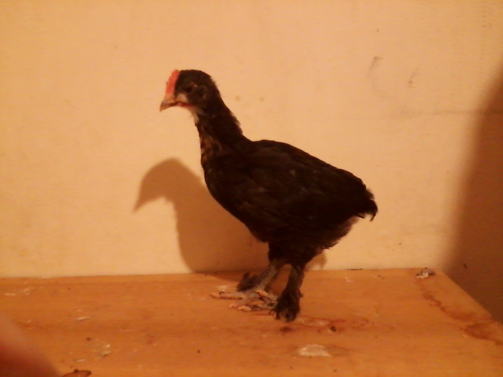 A 5 week old BCM cockerel.