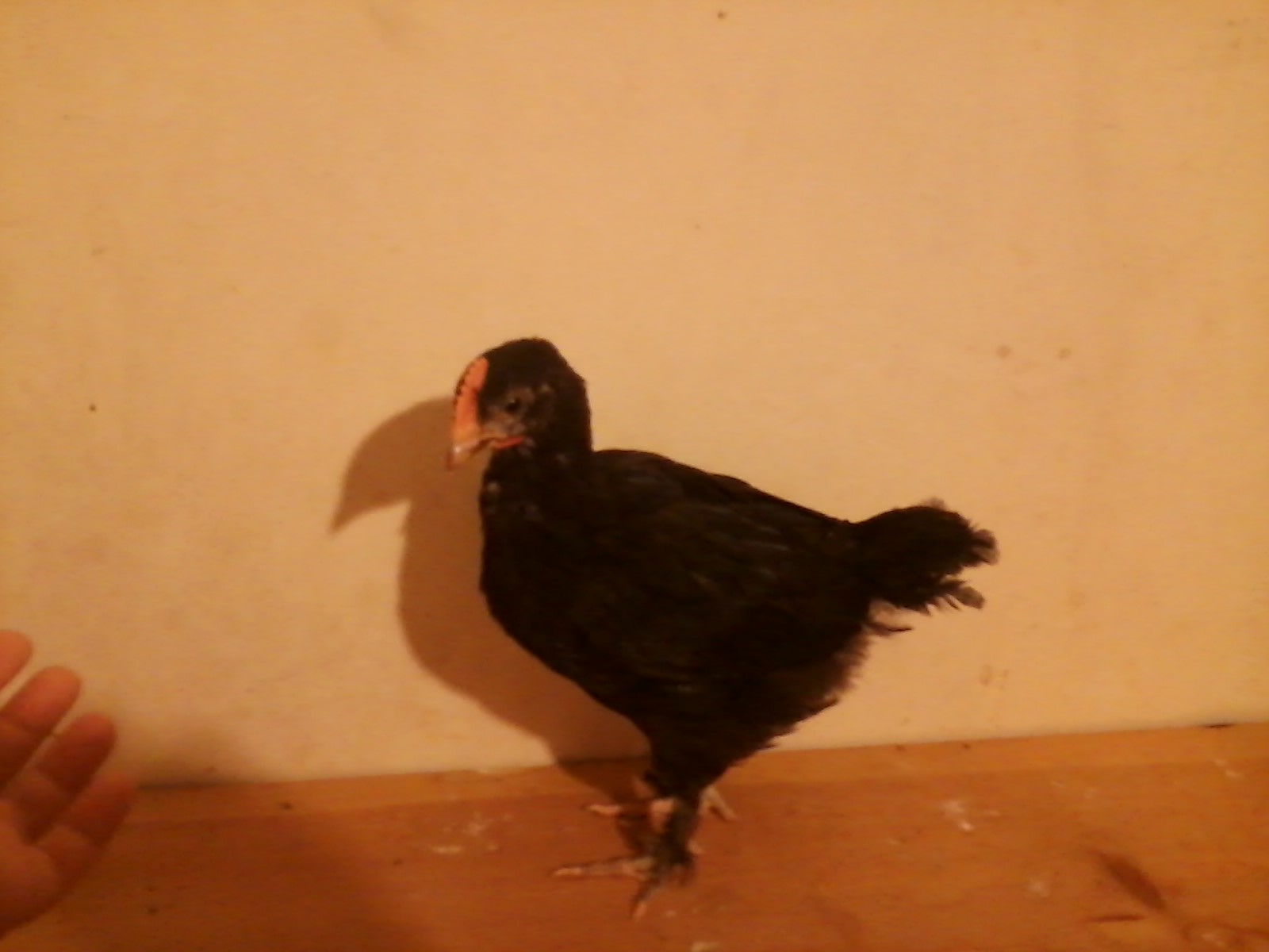 A 5 week old BCM pullet.