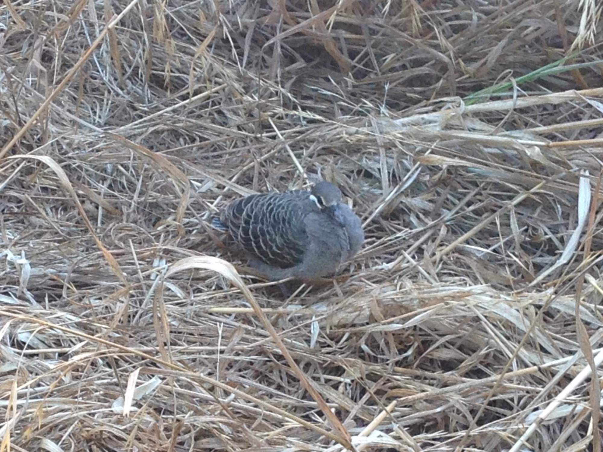 A baby native Australian Bronze wing pigeon!