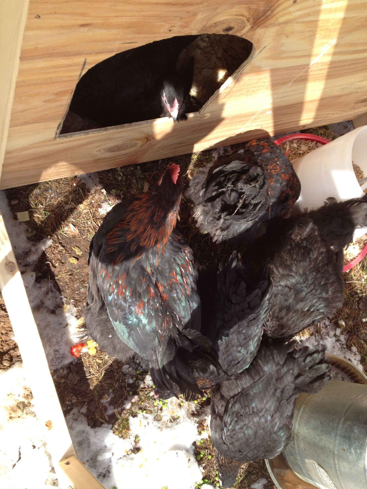 A back shot of most of the flock, just the head of the sixth one.