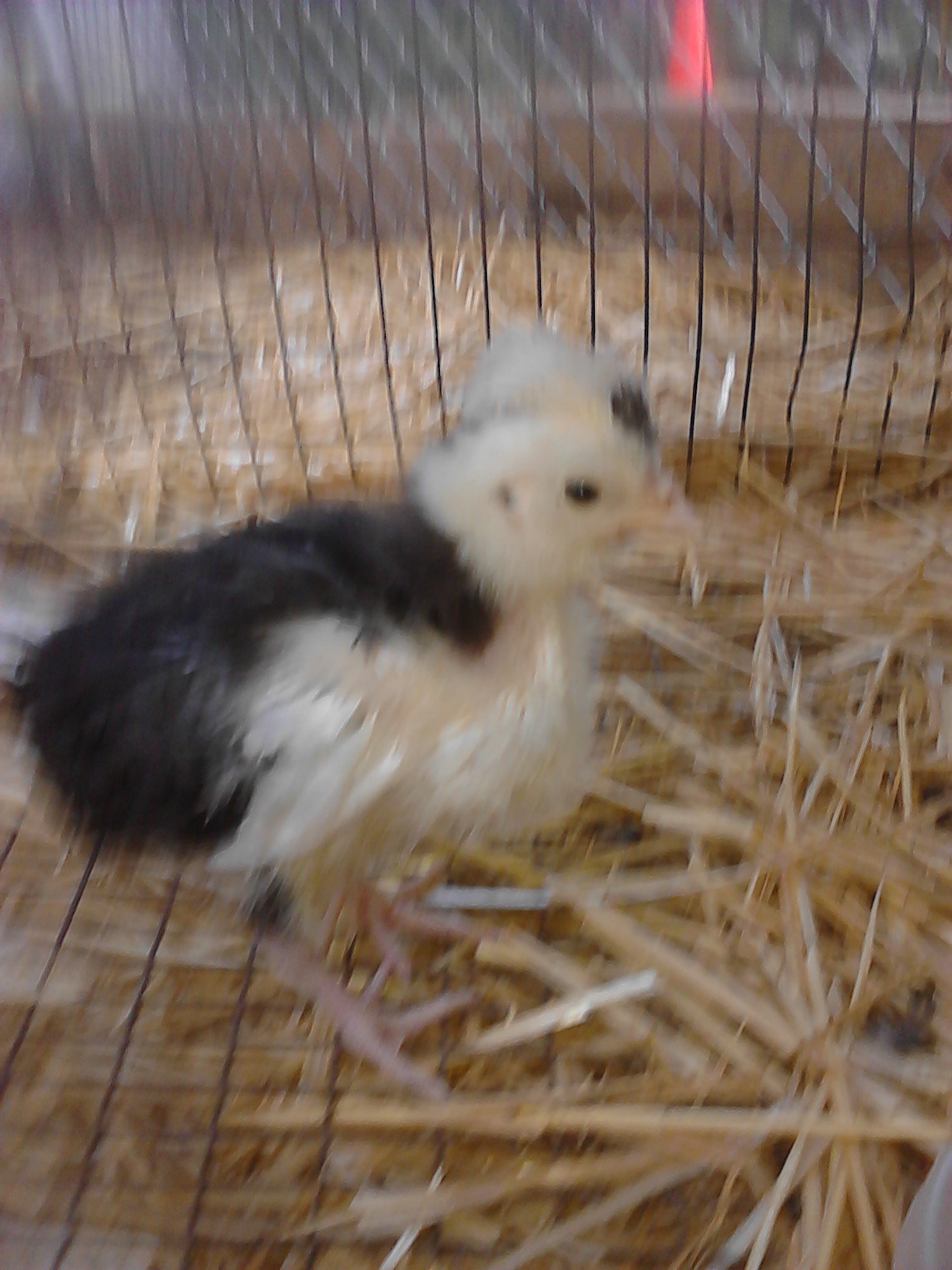 A bad-quality photo of Houdini.