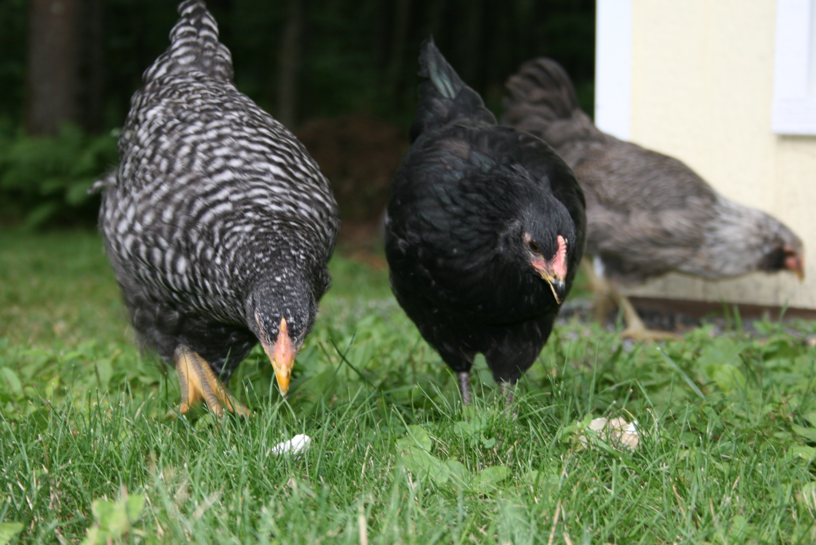 A Barred Plymouth with a Black Astralorp....and one the Ara's in the background.
