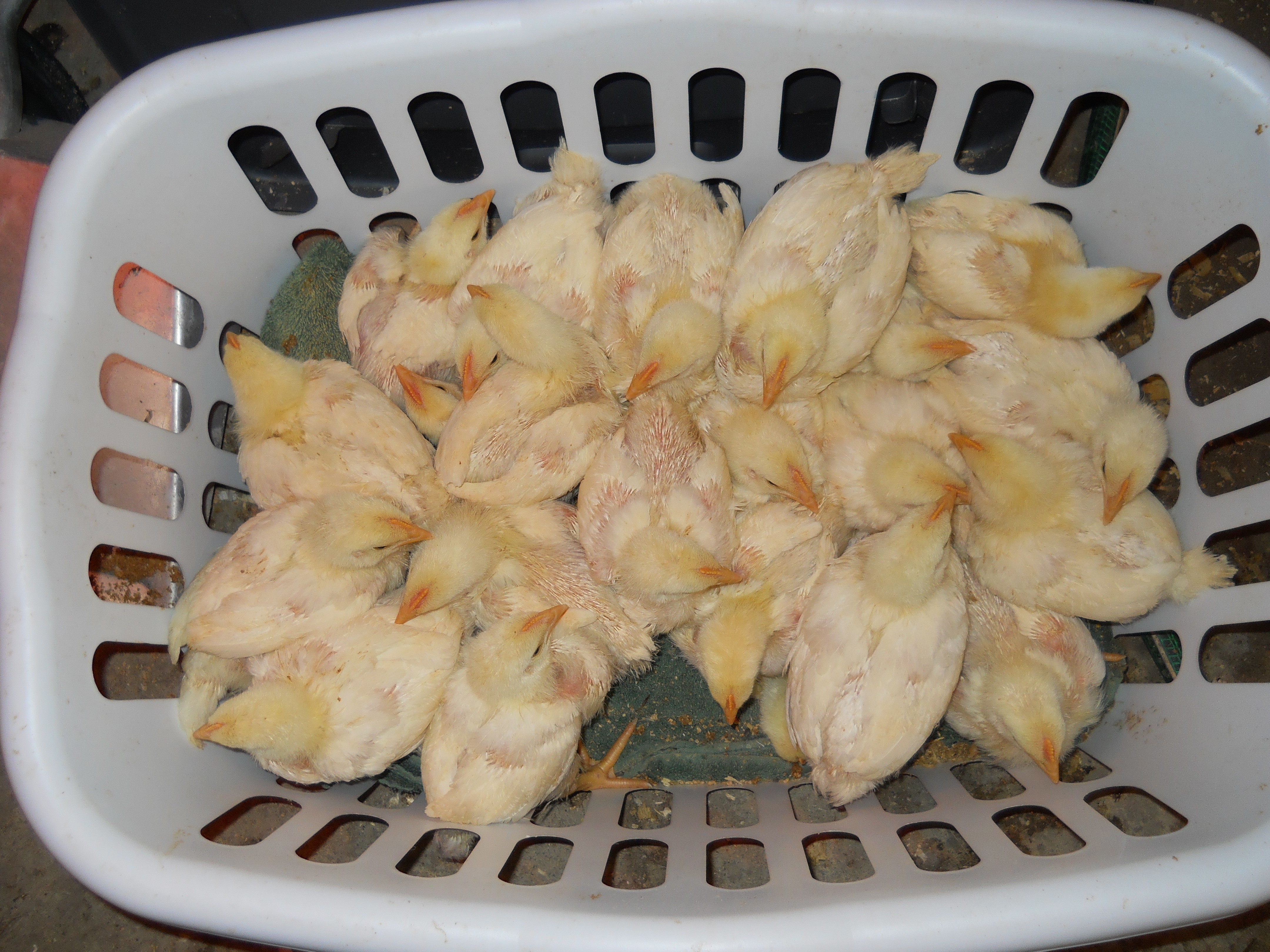 A basket of chicks waiting for new bedding in their brooder.