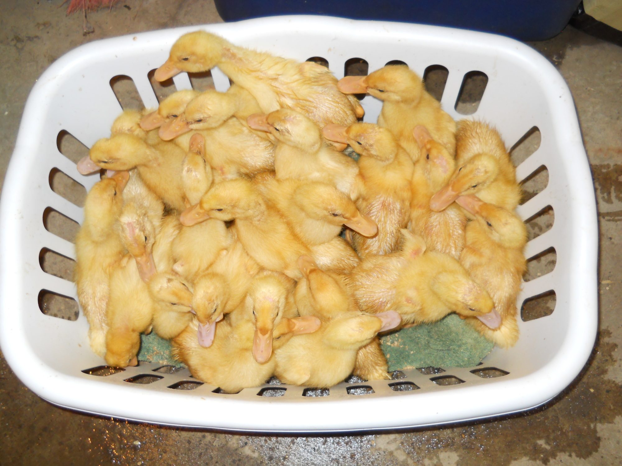 A basket of ducklings.