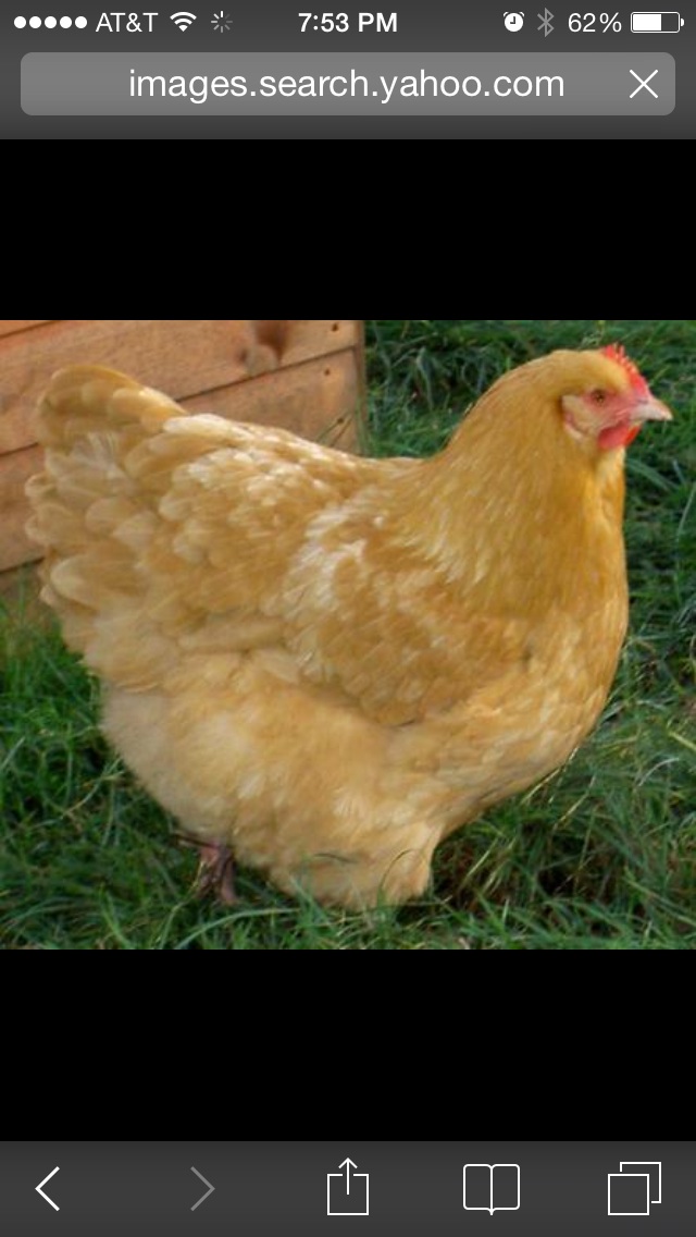 A beautiful Buff Orpington hen.