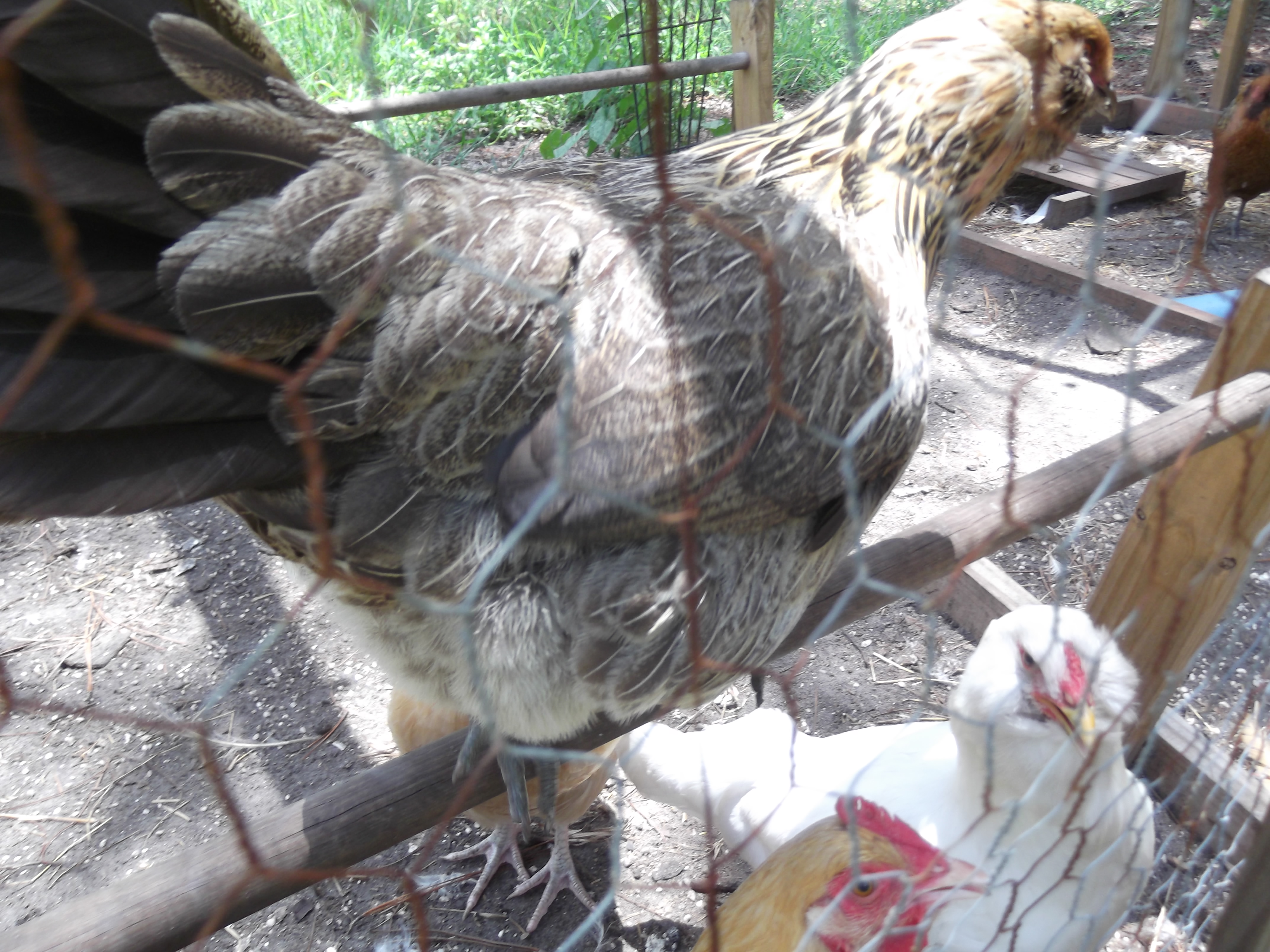 a beautiful chicken, but this breed seems to not like people from my experiences with them. the two at my grate grand fathers house are very skittish.