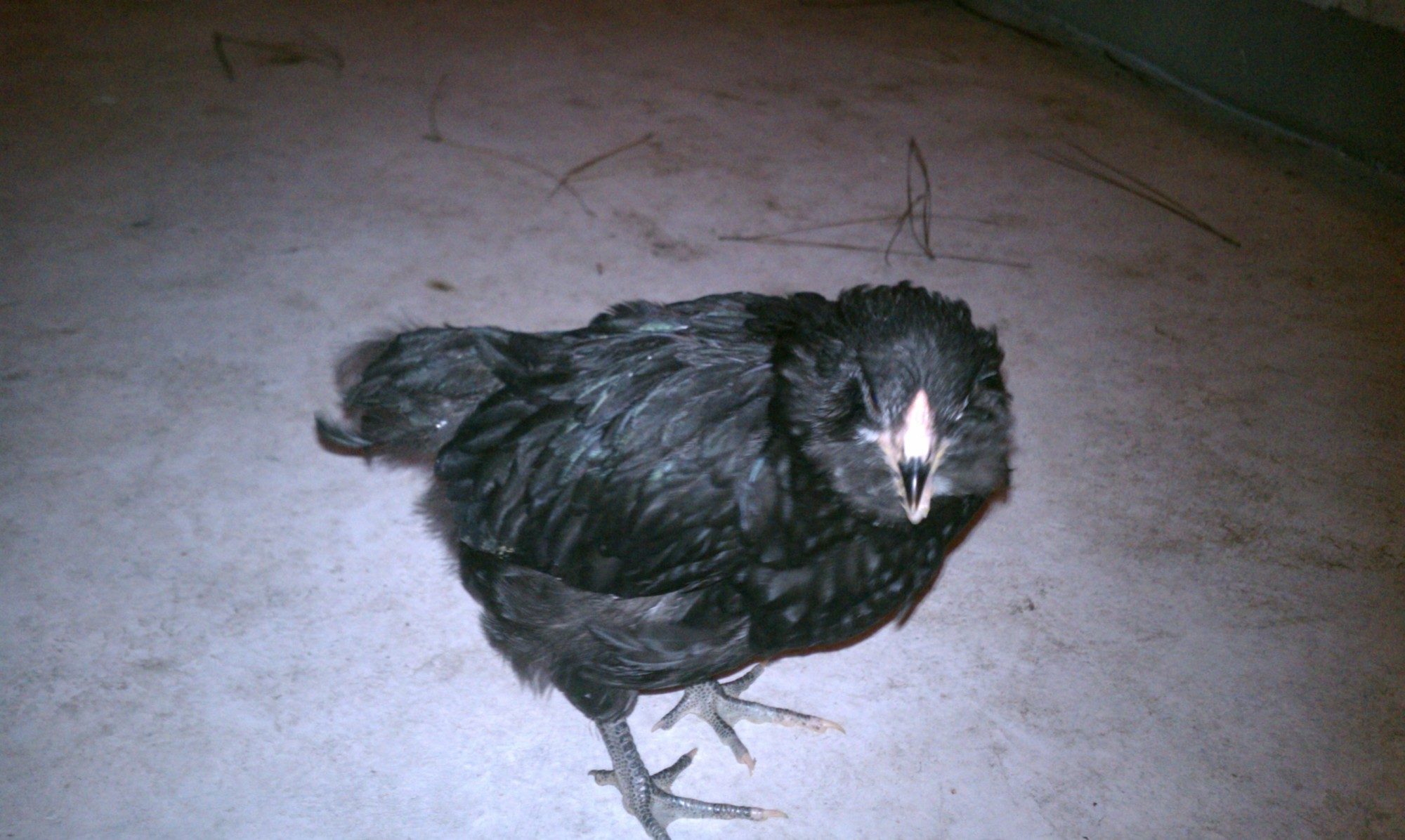 a better picture of the feathering from the side on Rockhopper