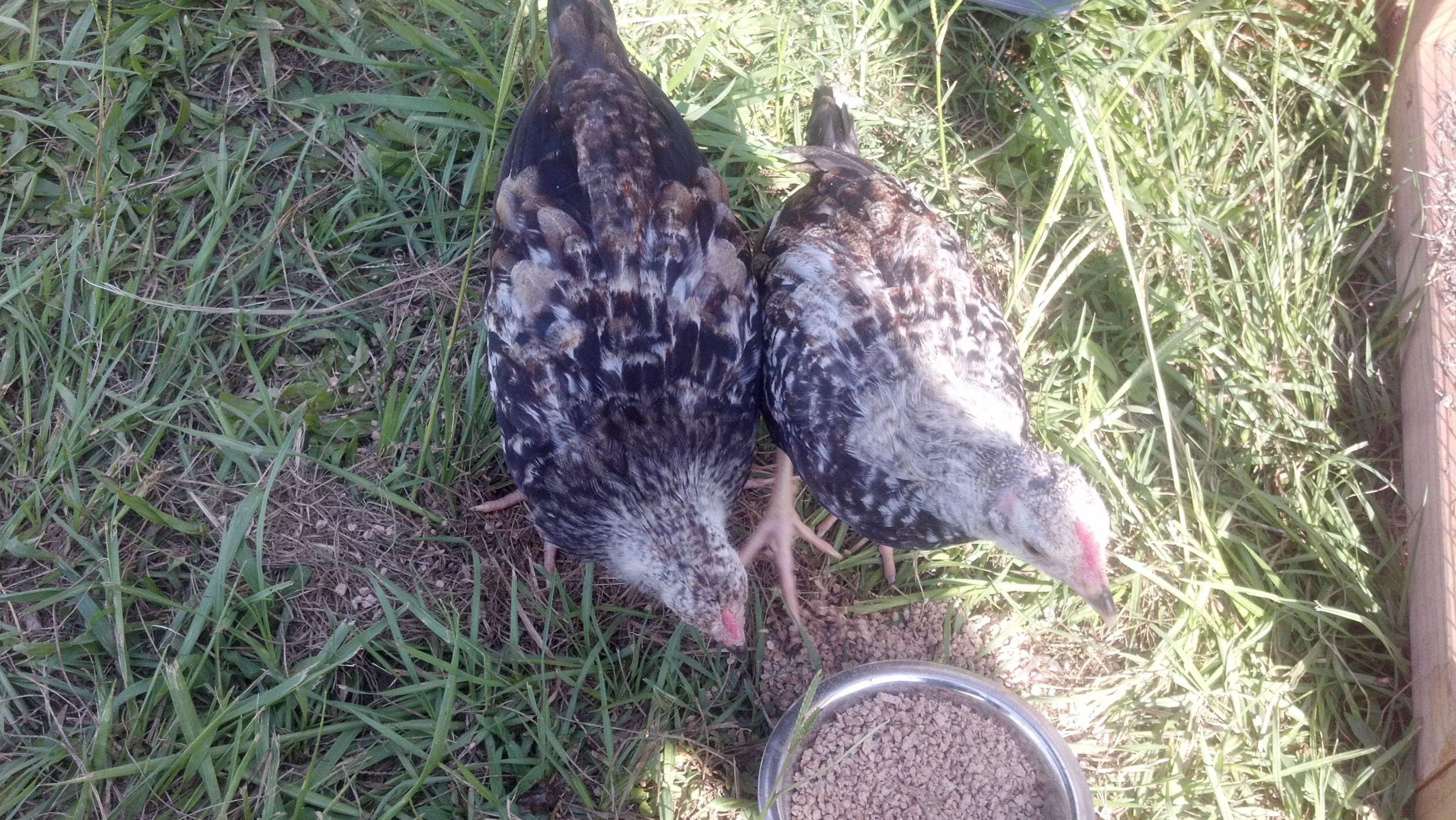 A better view of the two.  A friend gave us these as probably 2 week old chicks.  The smaller one on the right got attacked by the one on the left while in the cage a few weeks ago.  Since they have been outside and in the coop, the get along just fine.
